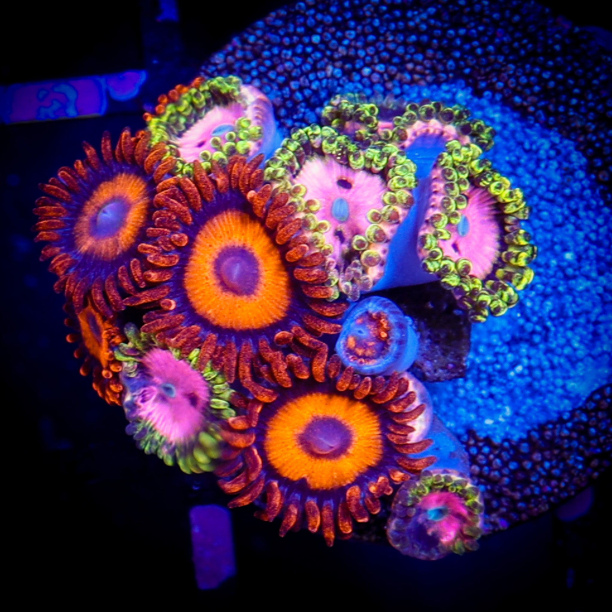 ORANGE OXIDE/PINK DIAMONDS ZOA COMBO