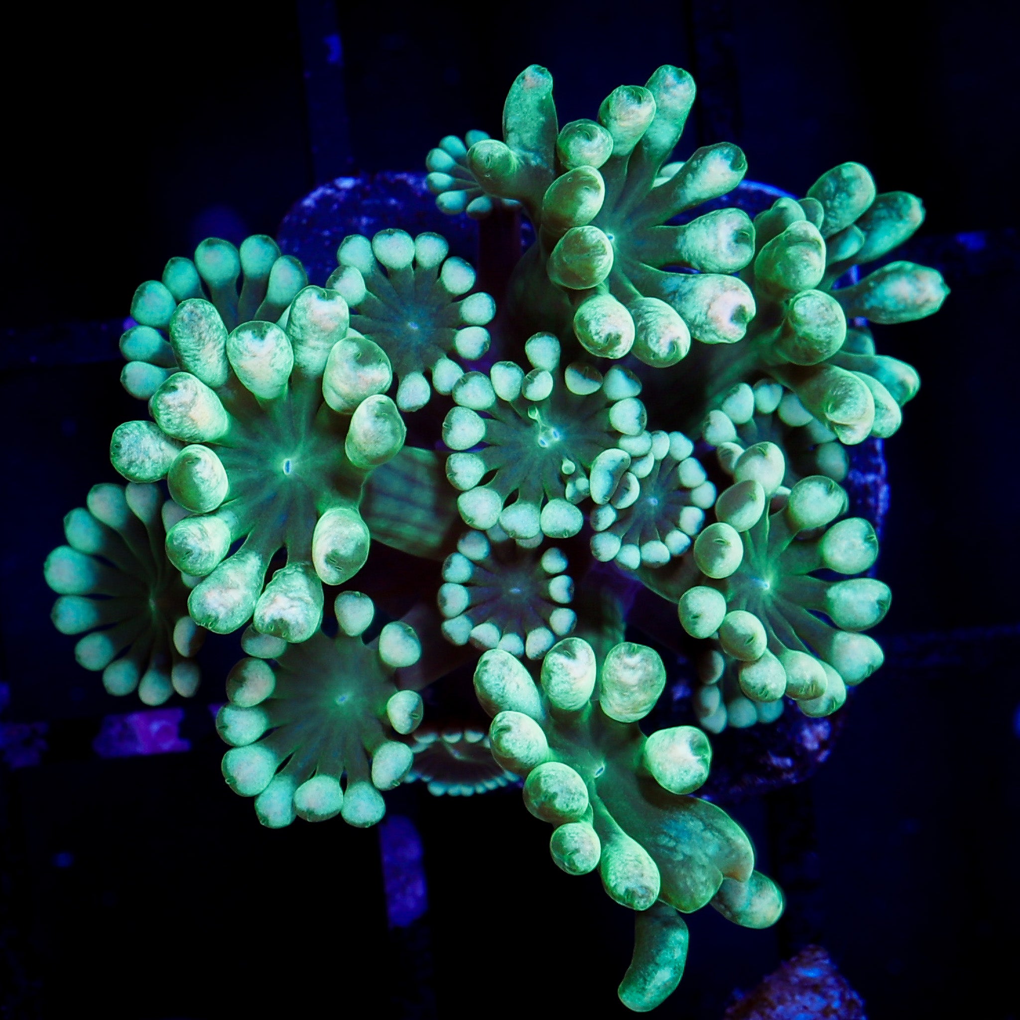 MINT GREEN ALVEOPORA