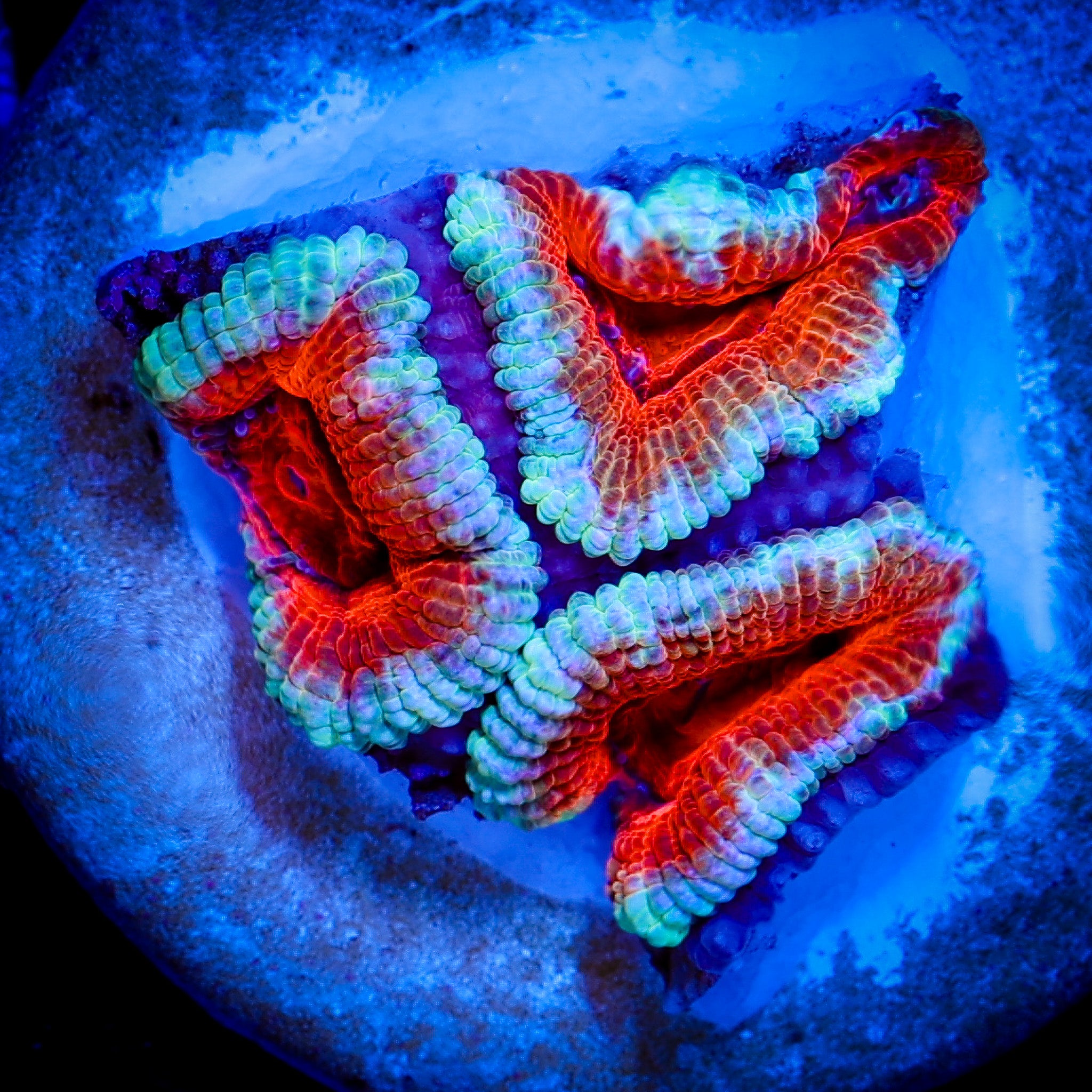 ULTRA ACAN