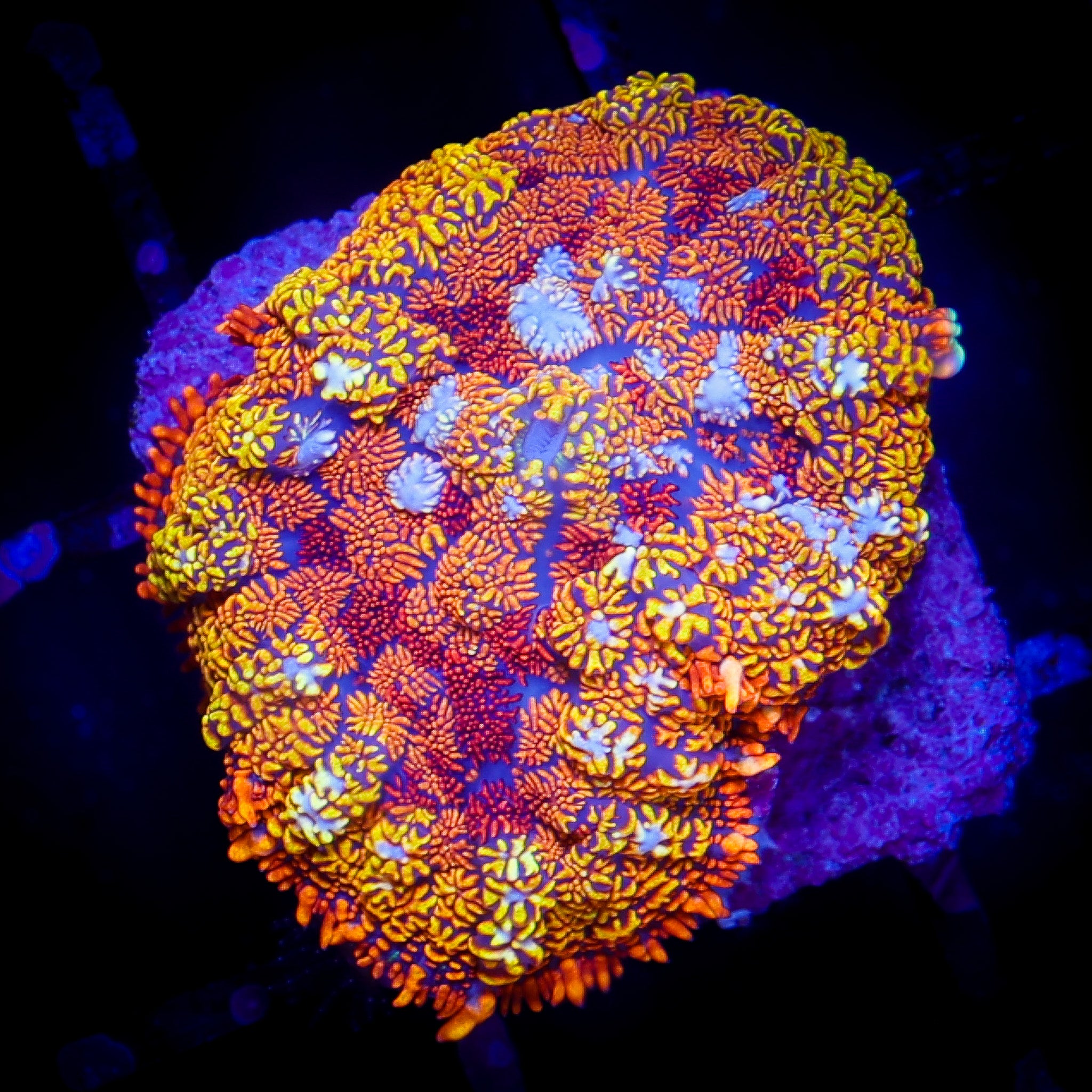 CONFETTI RHODACTIS MUSHROOM