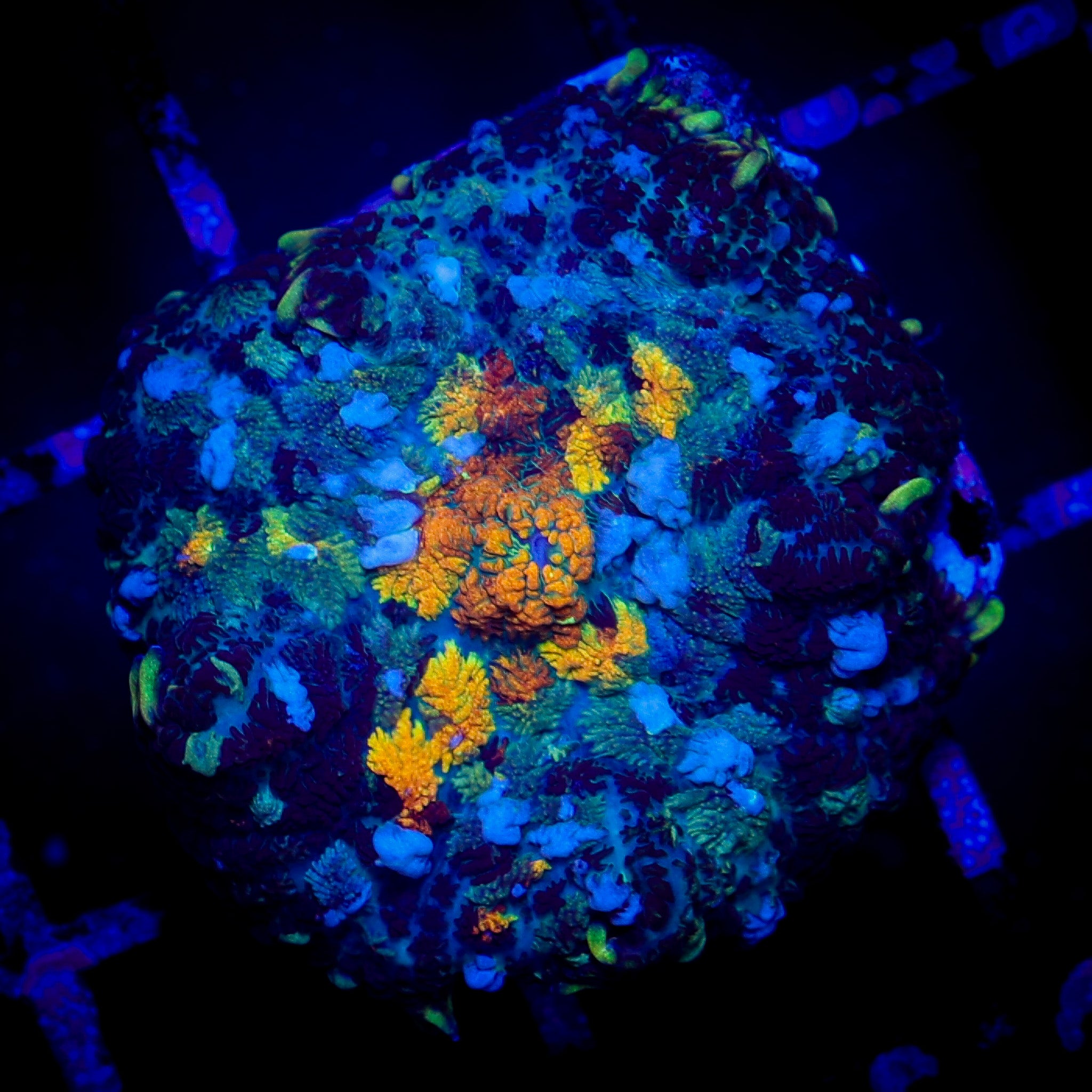 PATCHWORK RHODACTIS MUSHROOM