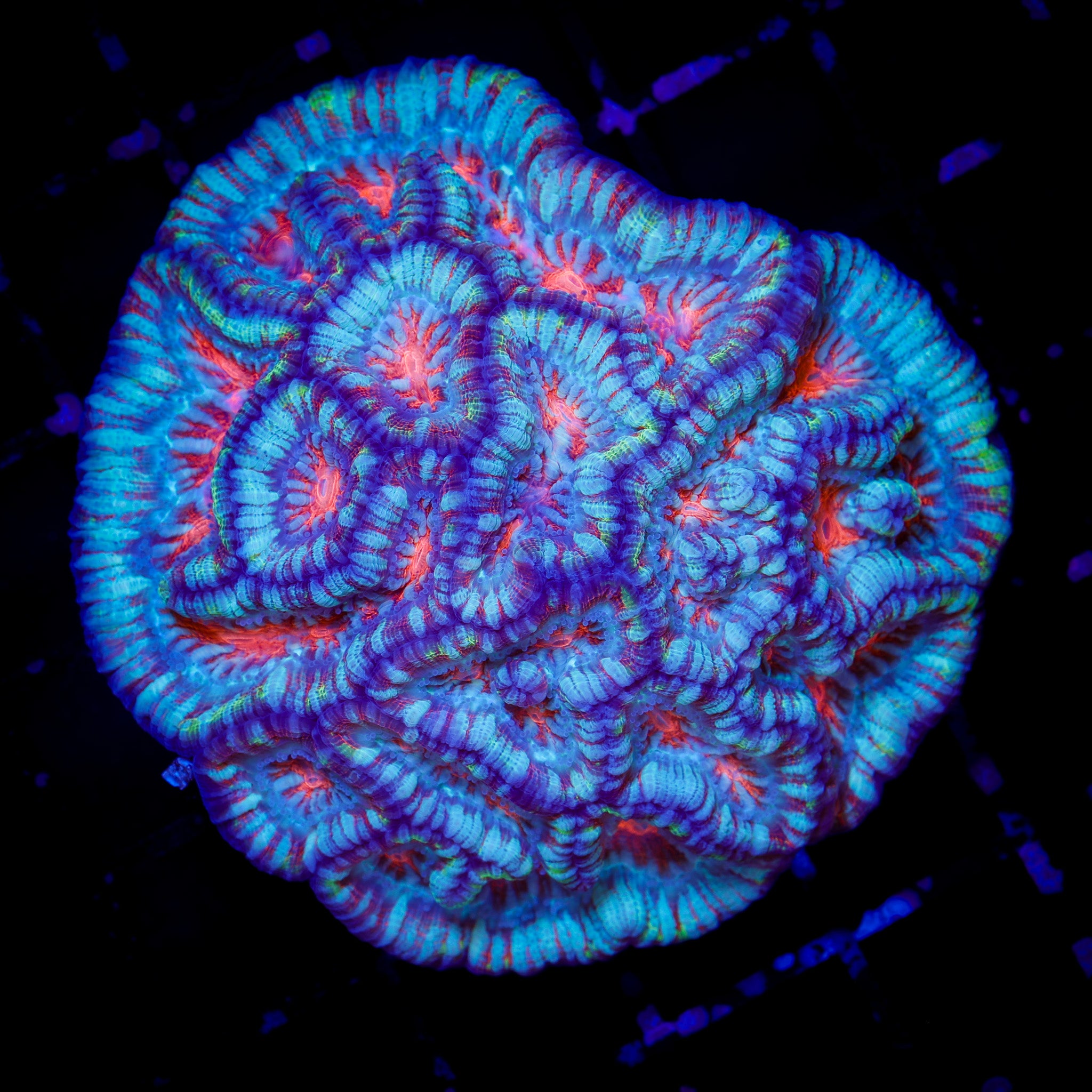 ICY HOT WILSONI CORAL