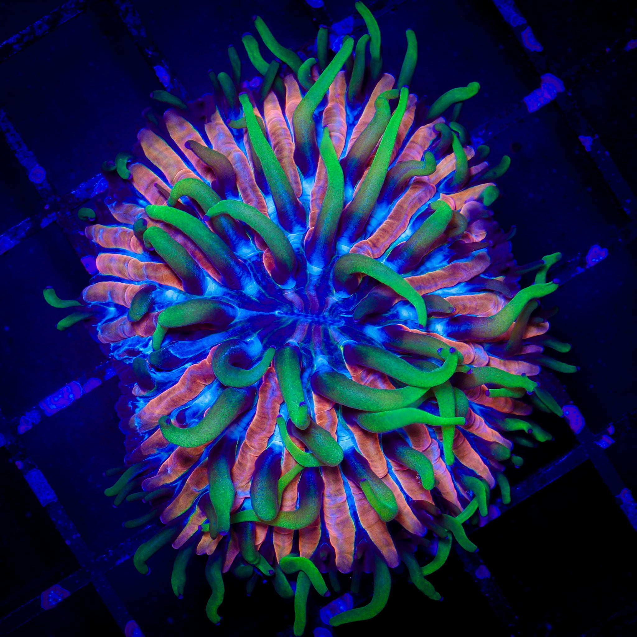 UNIQUE LUDICROUS FUNGIA