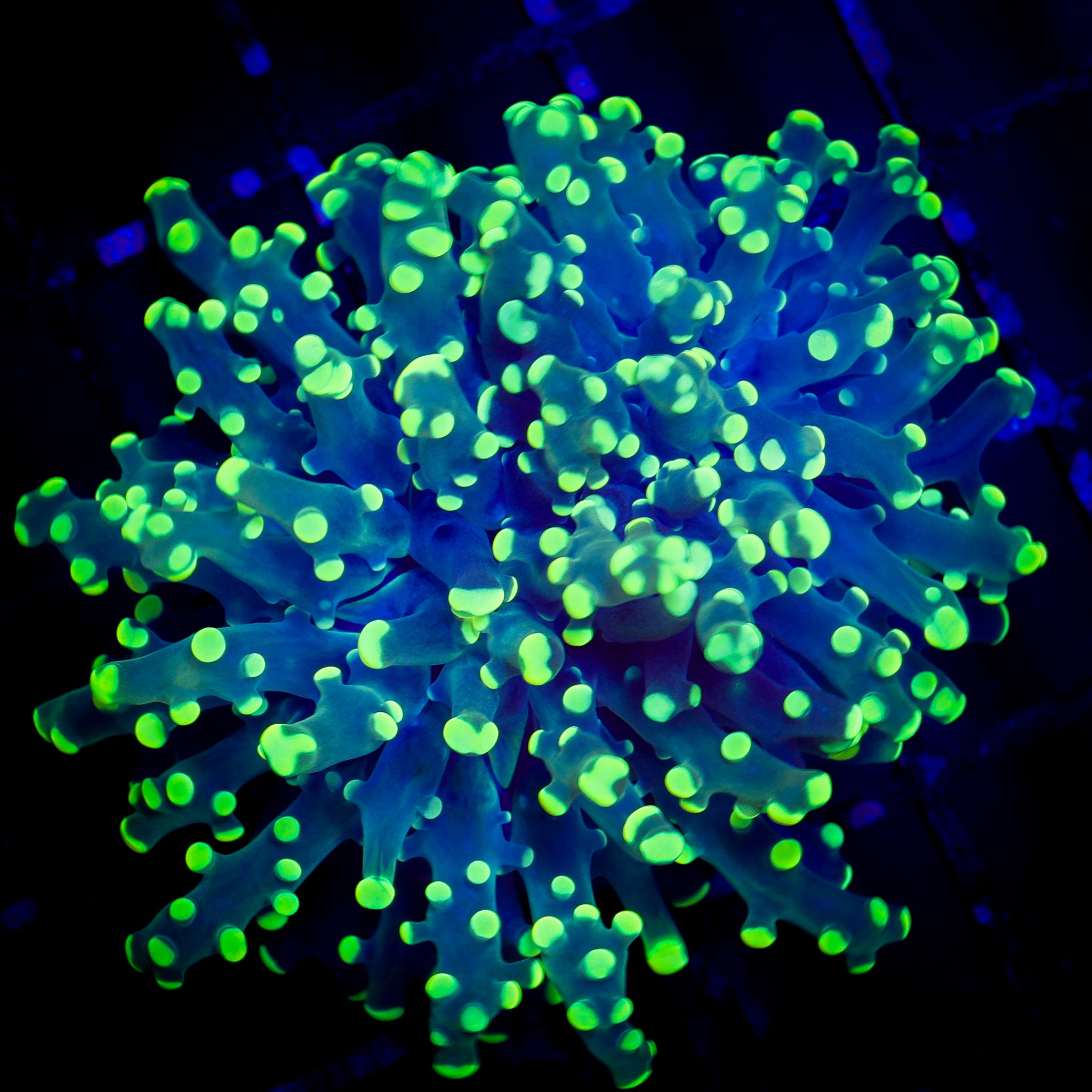 NEON TIPPED FROGSPAWN
