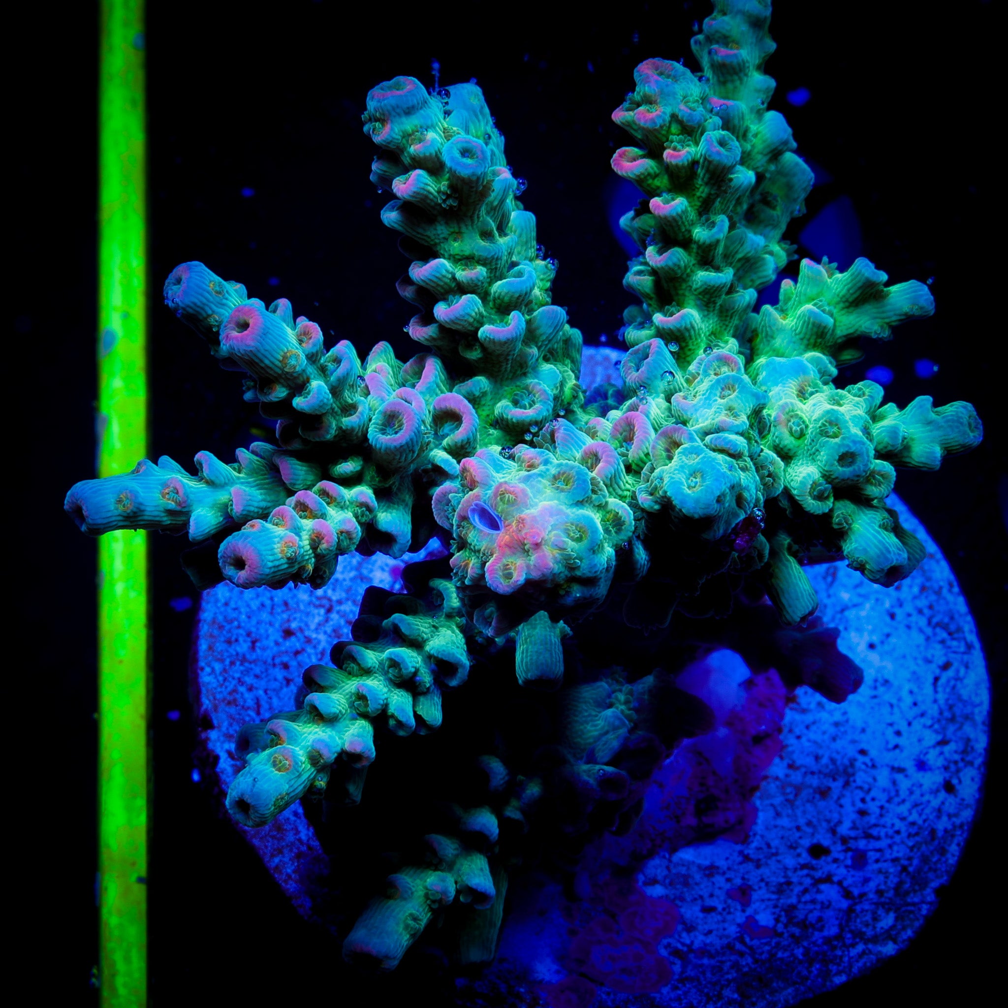 RAINBOW ACROPORA TENUIS