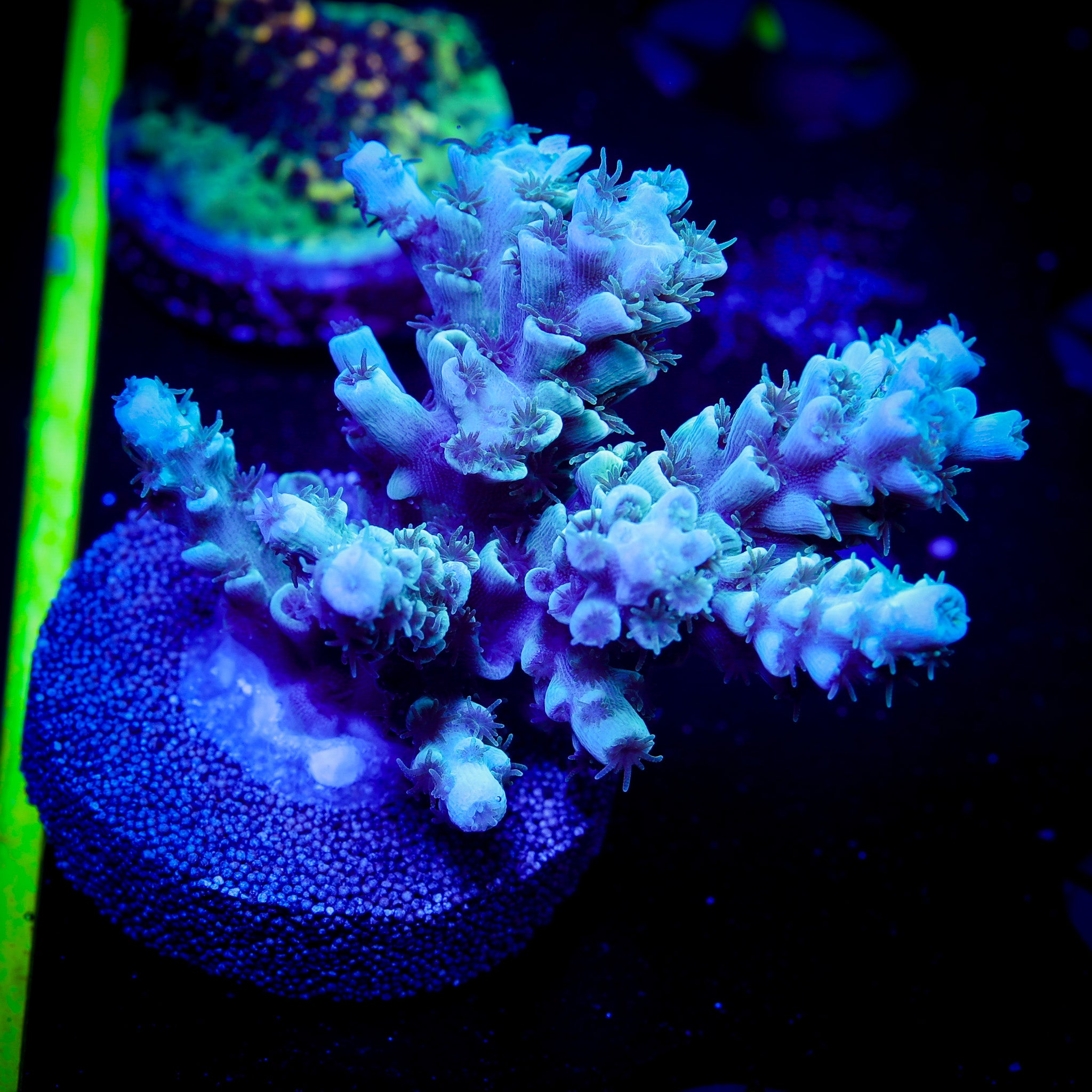 ELECTRIC BLUE ACROPORA TENUIS