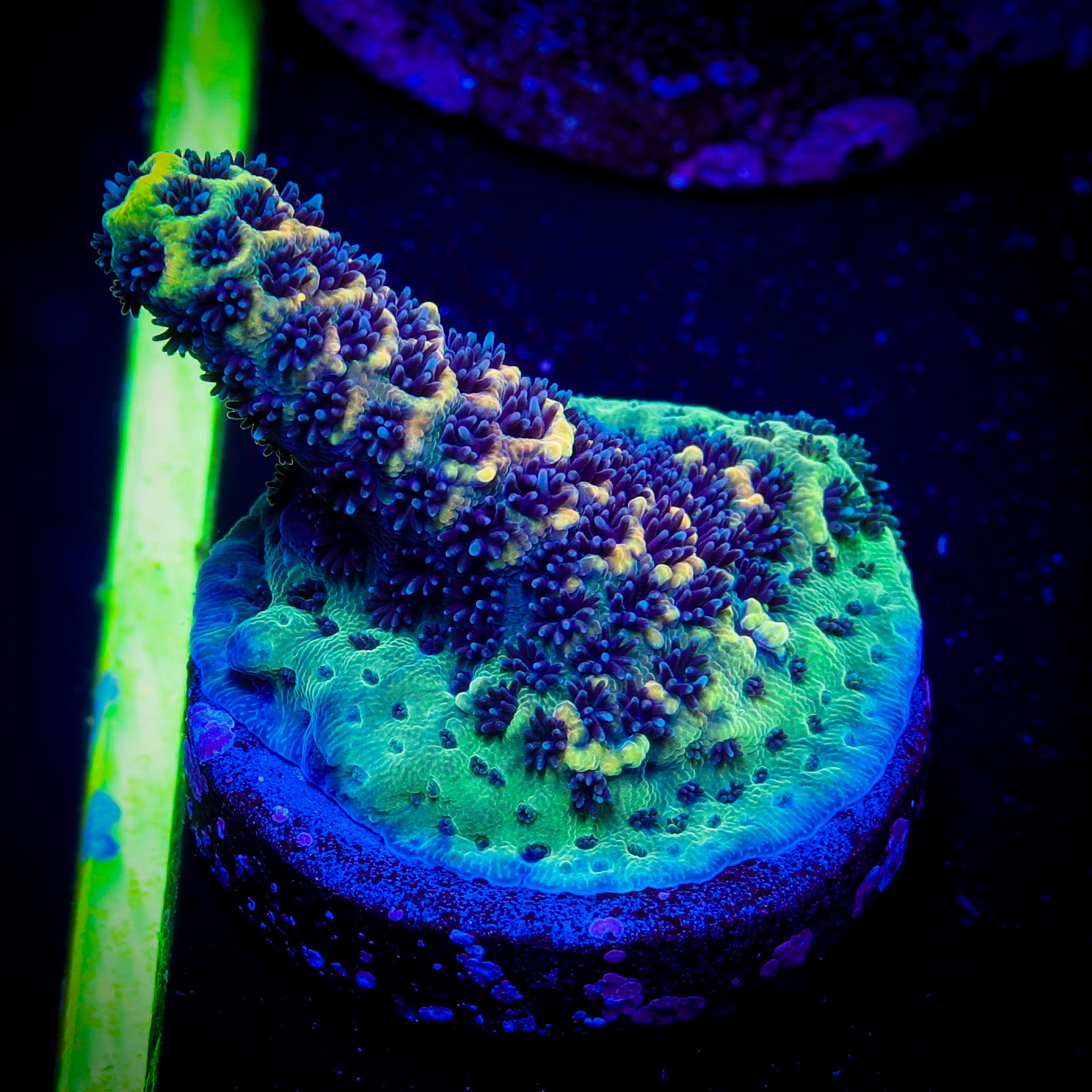 RAINBOW MILLEPORA