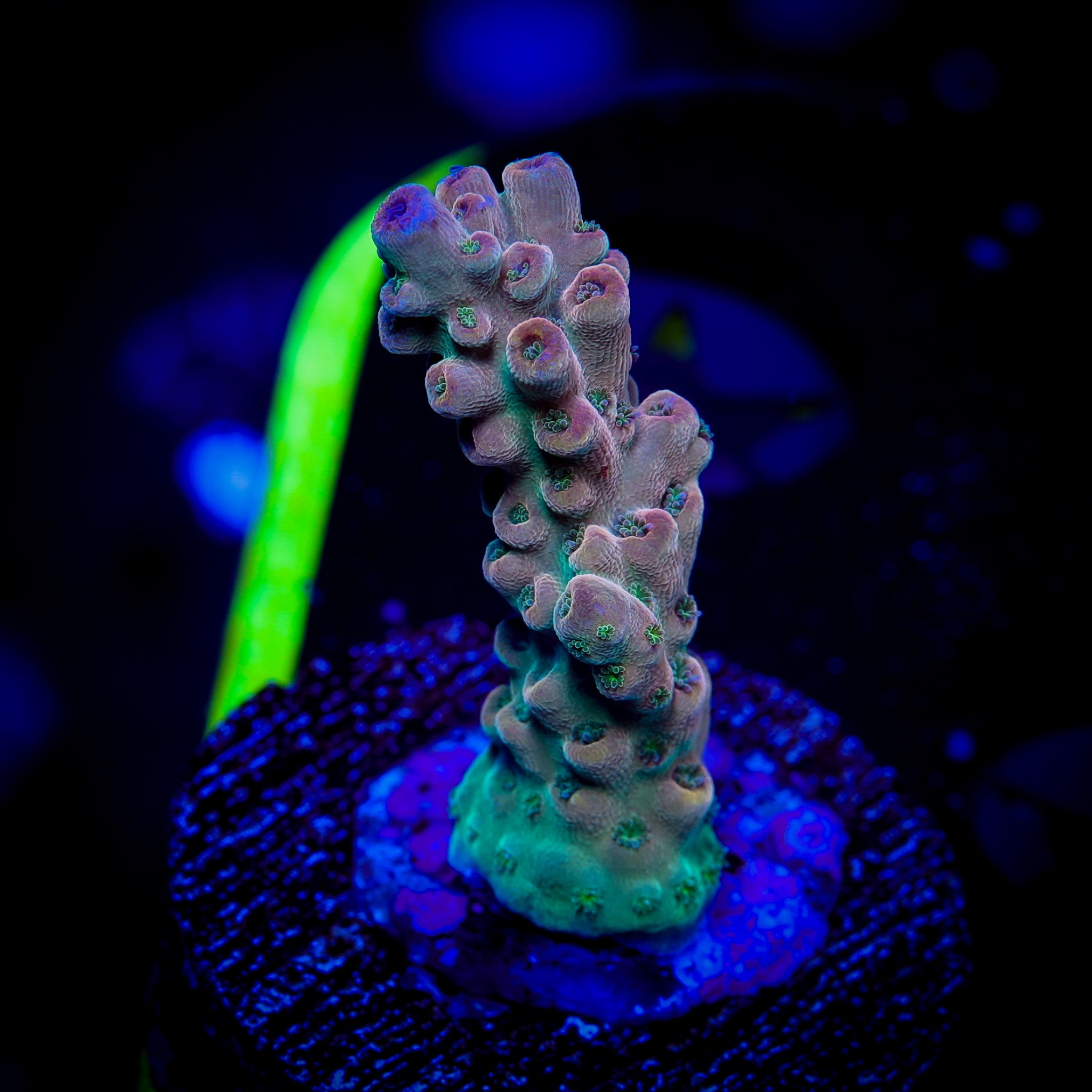 PINA COLADA ACROPORA