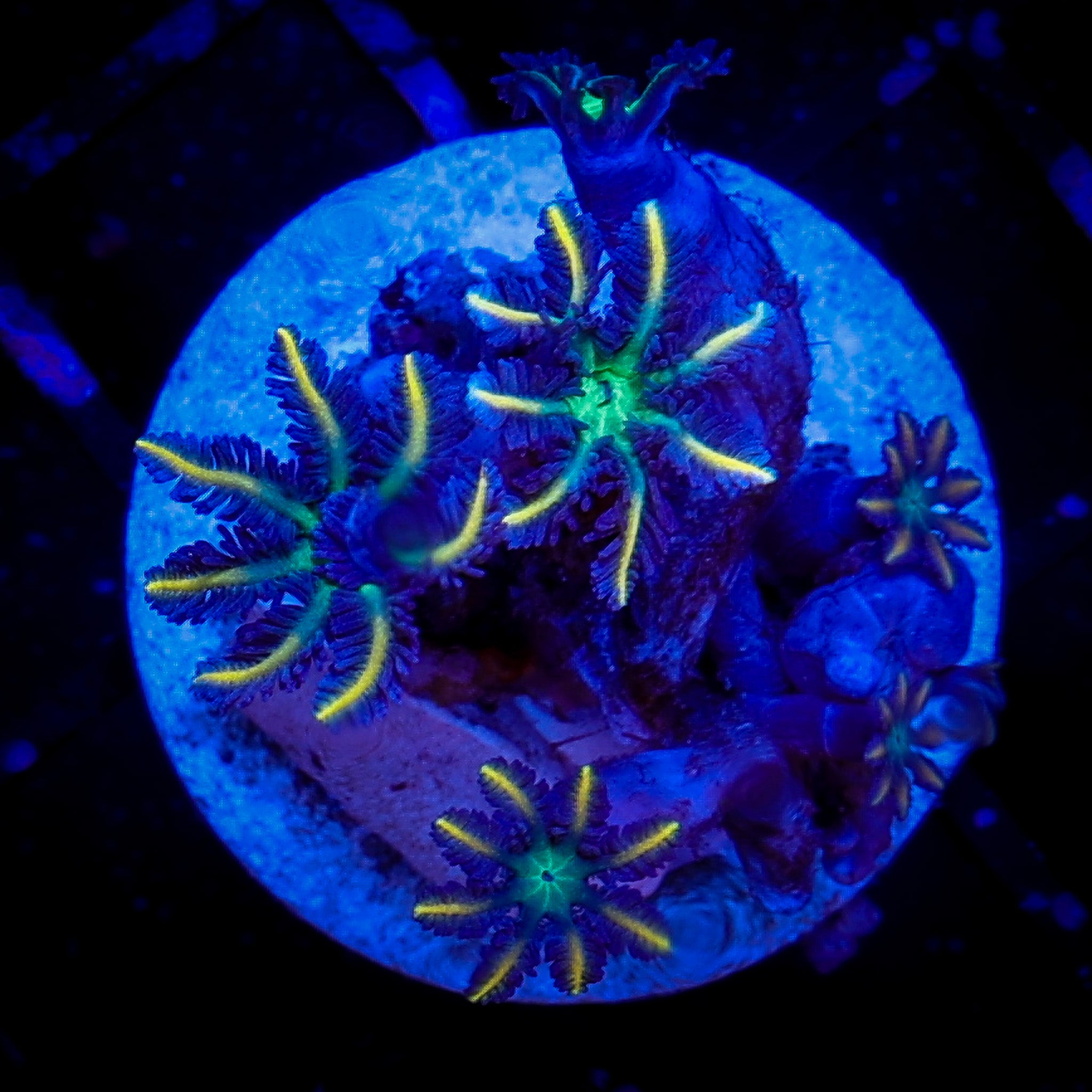 LEMON LASER CLOVE POLYPS