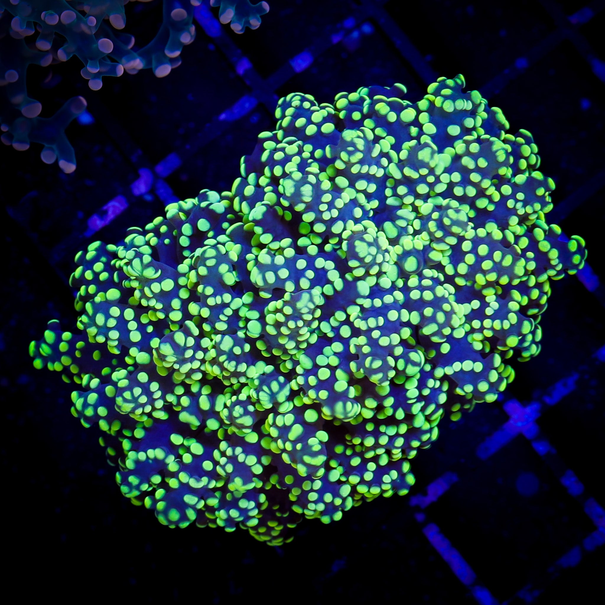 HIGHLIGHTER FROGSPAWN