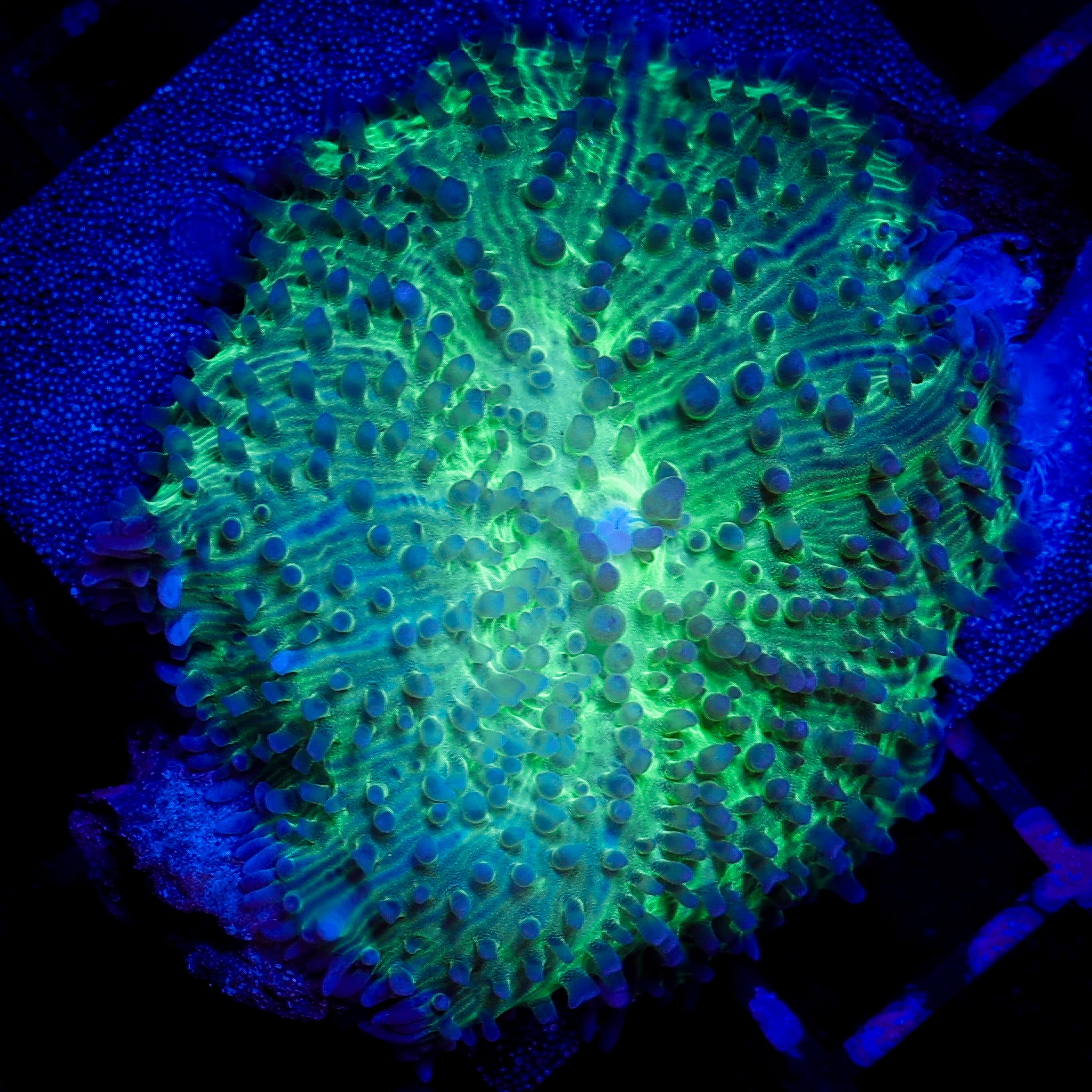 NEON GREEN RHODACTIS MUSHROOM