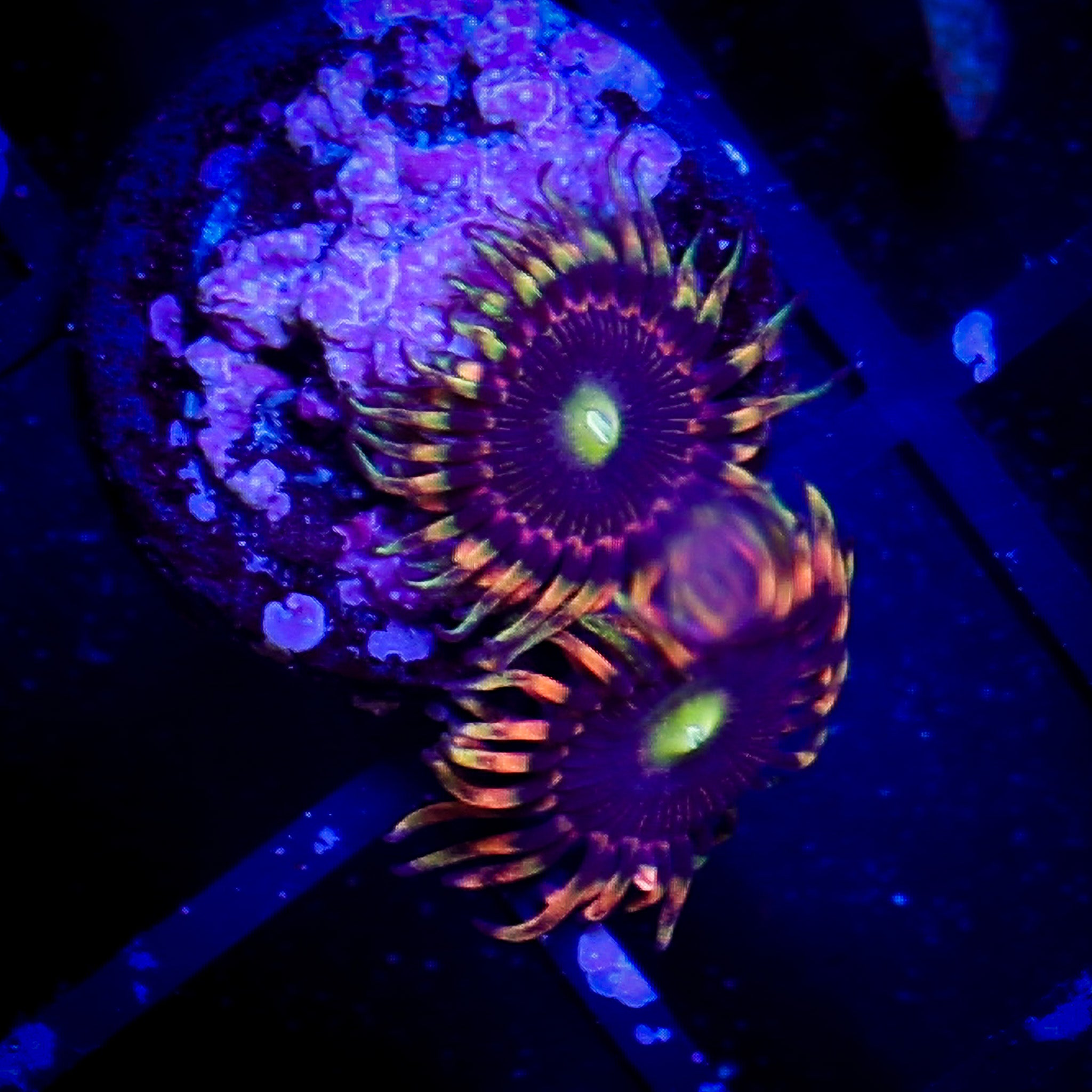 HAUNTED HOUSE ZOA