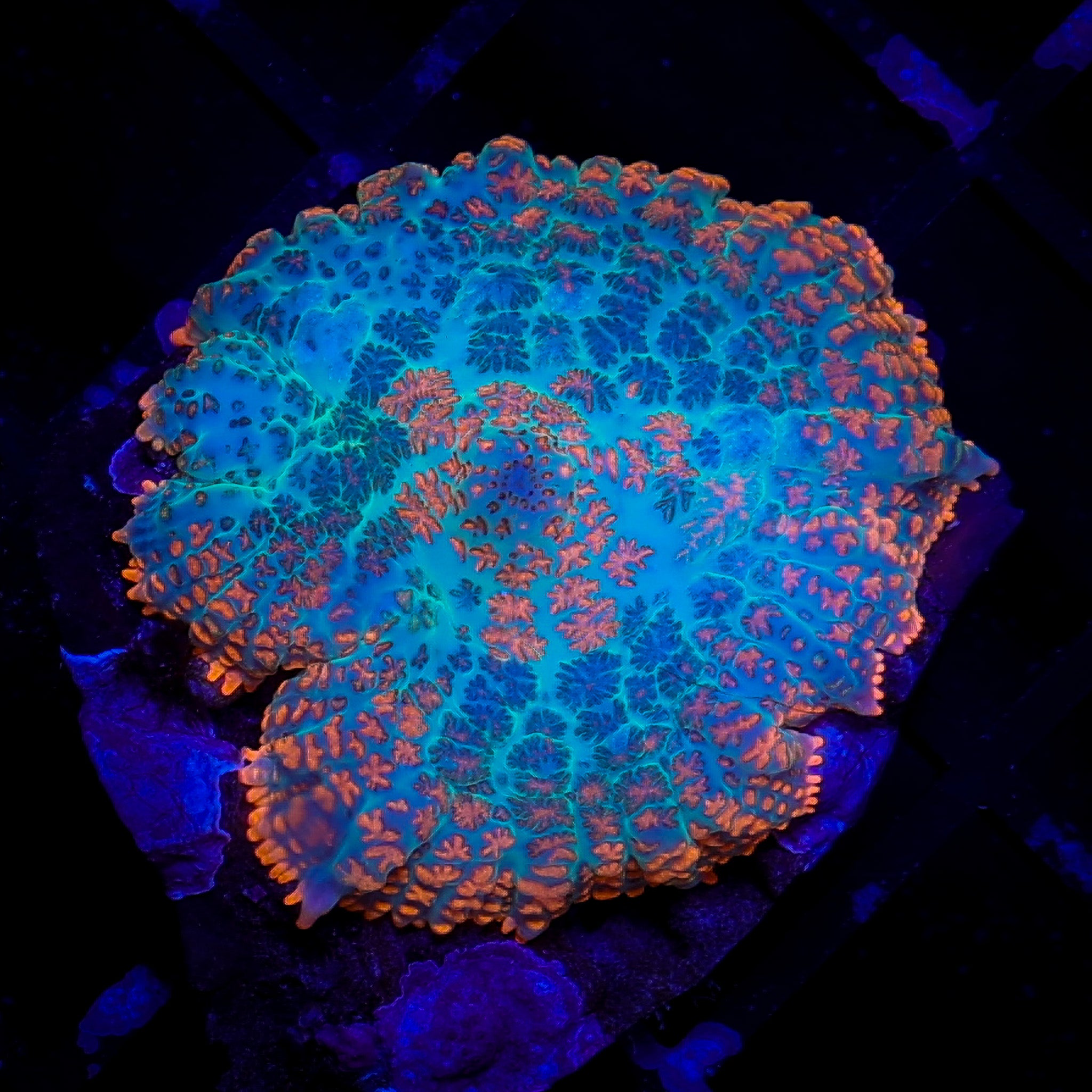 SUB ZERO RHODACTIS MUSHROOM