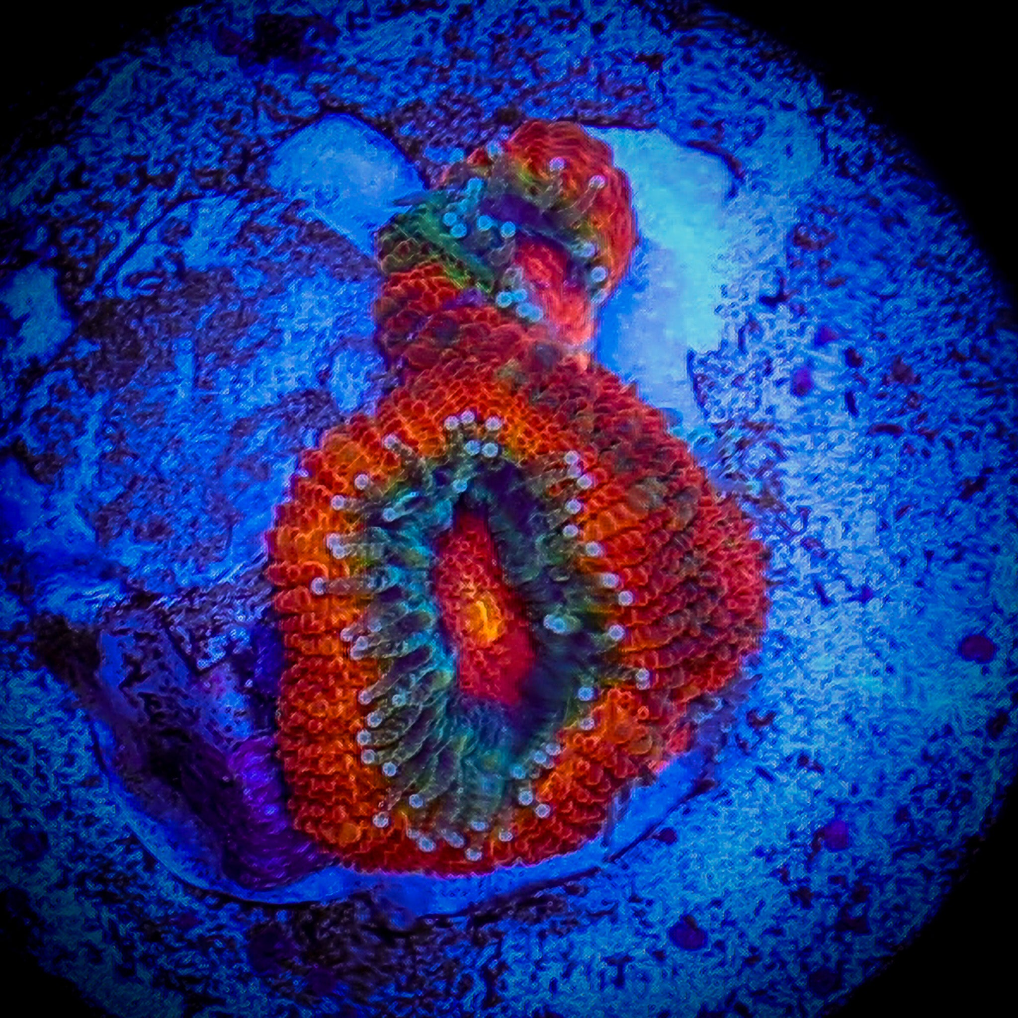 RAMON'S GALACTIC NUCLEI MICROMUSA