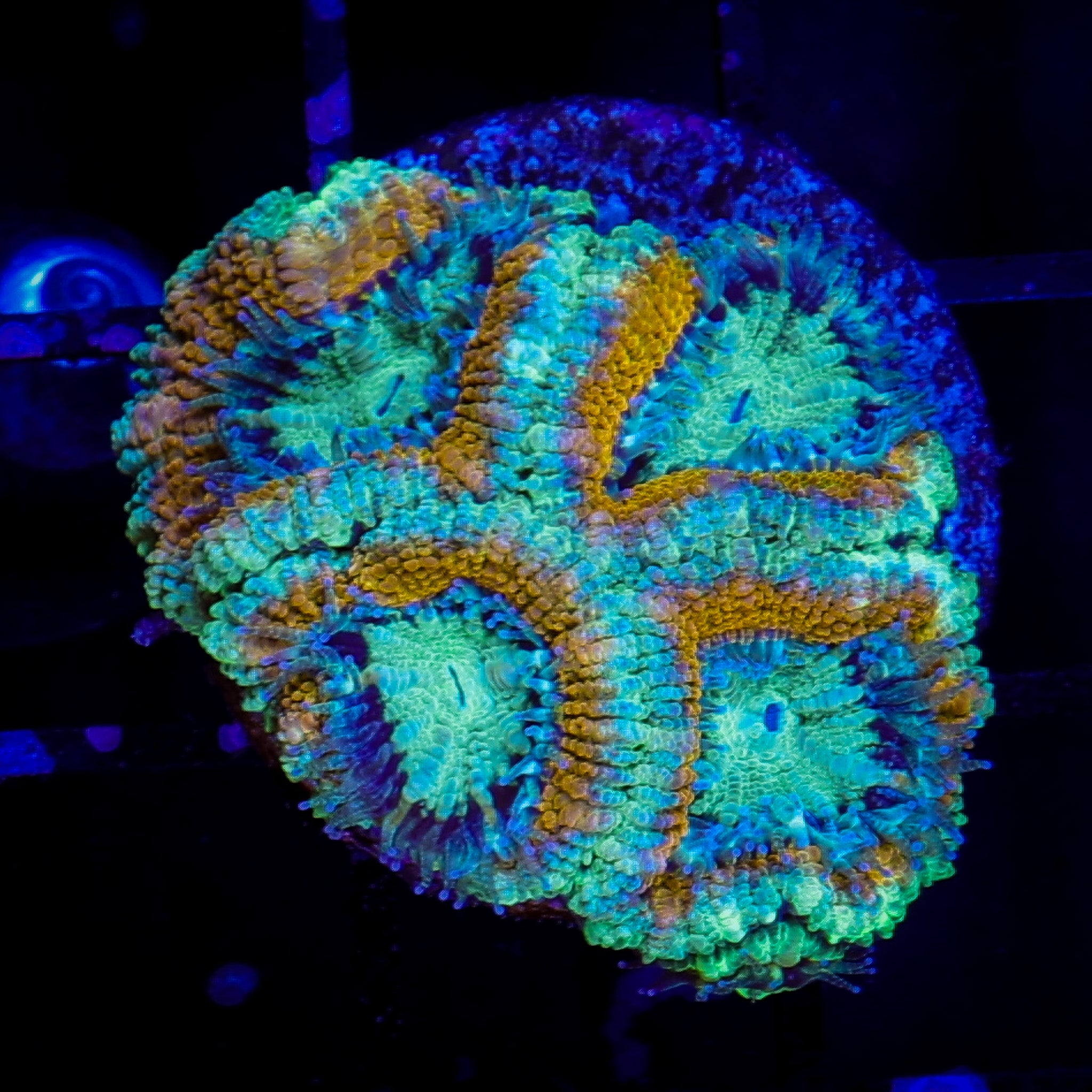 GOLD RIM ULTRA ACAN