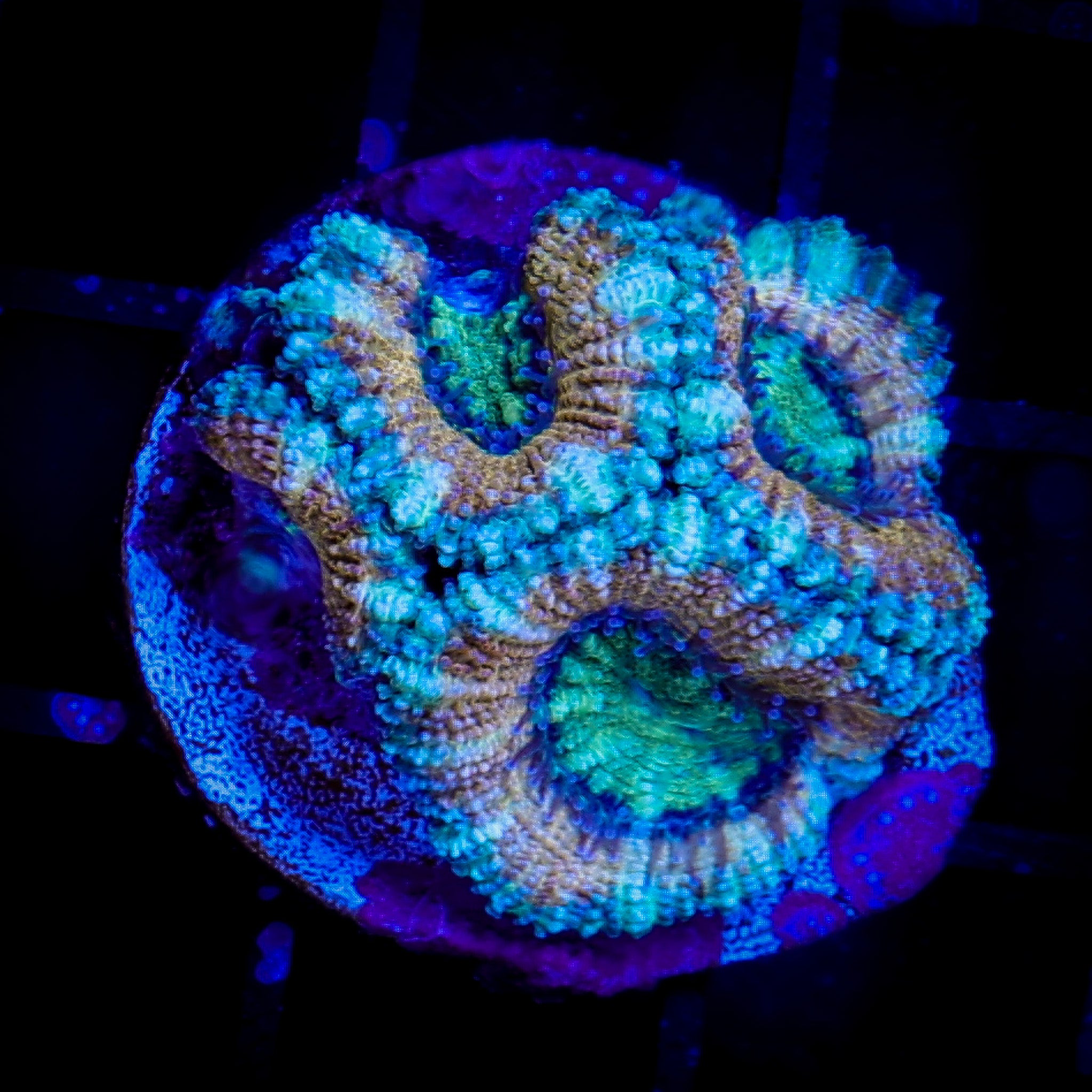 AQUA GOLD ULTRA ACAN