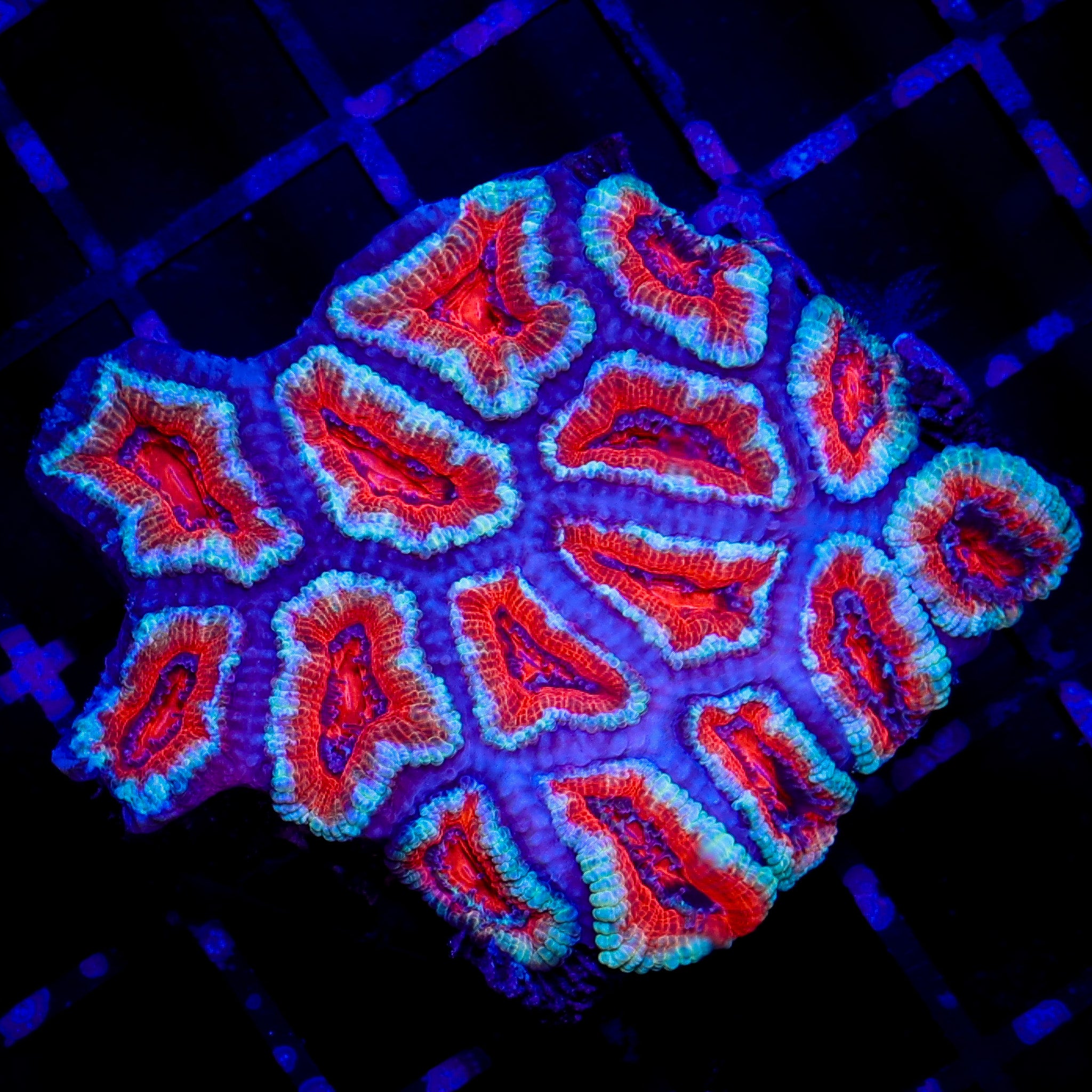 ULTRA ACAN MINI COLONY