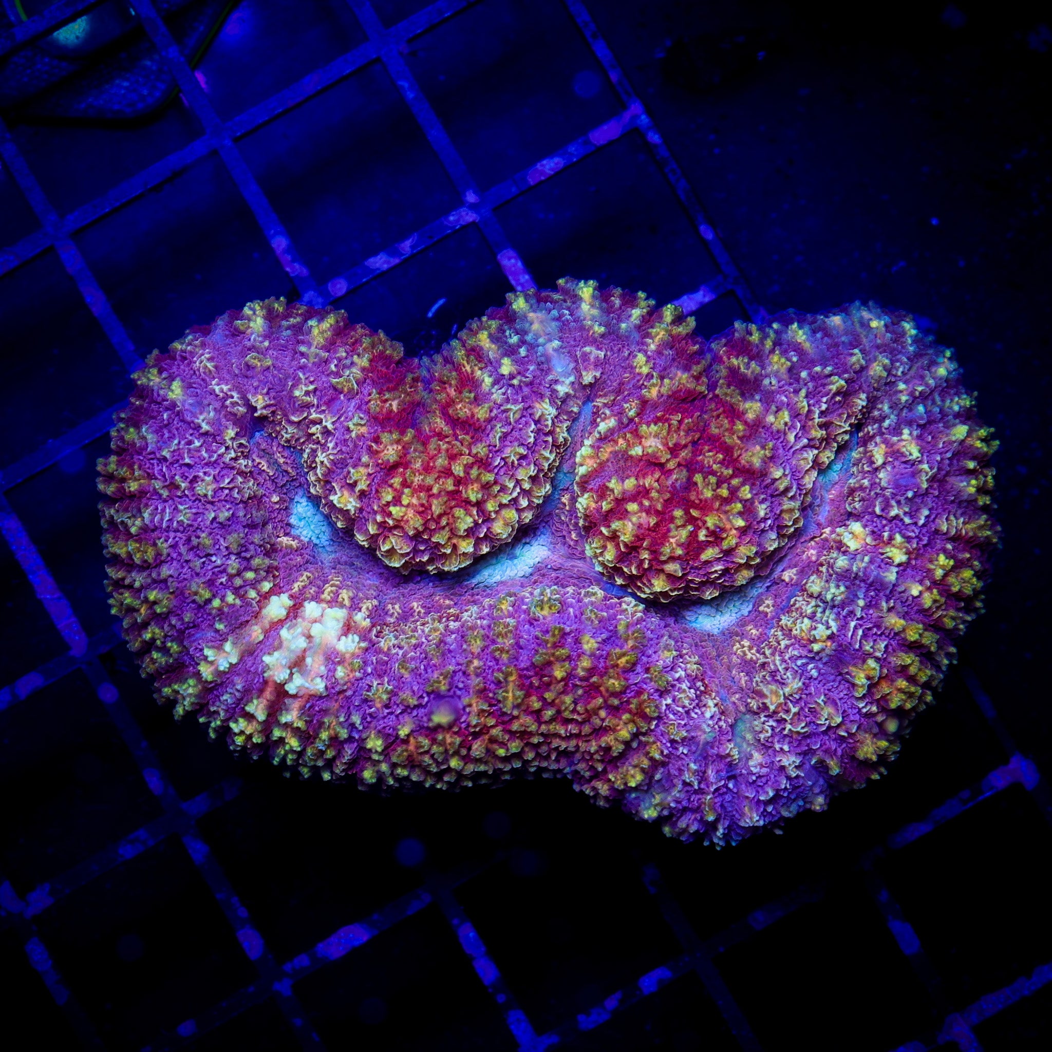 ULTRA RAINBOW LOBO 1