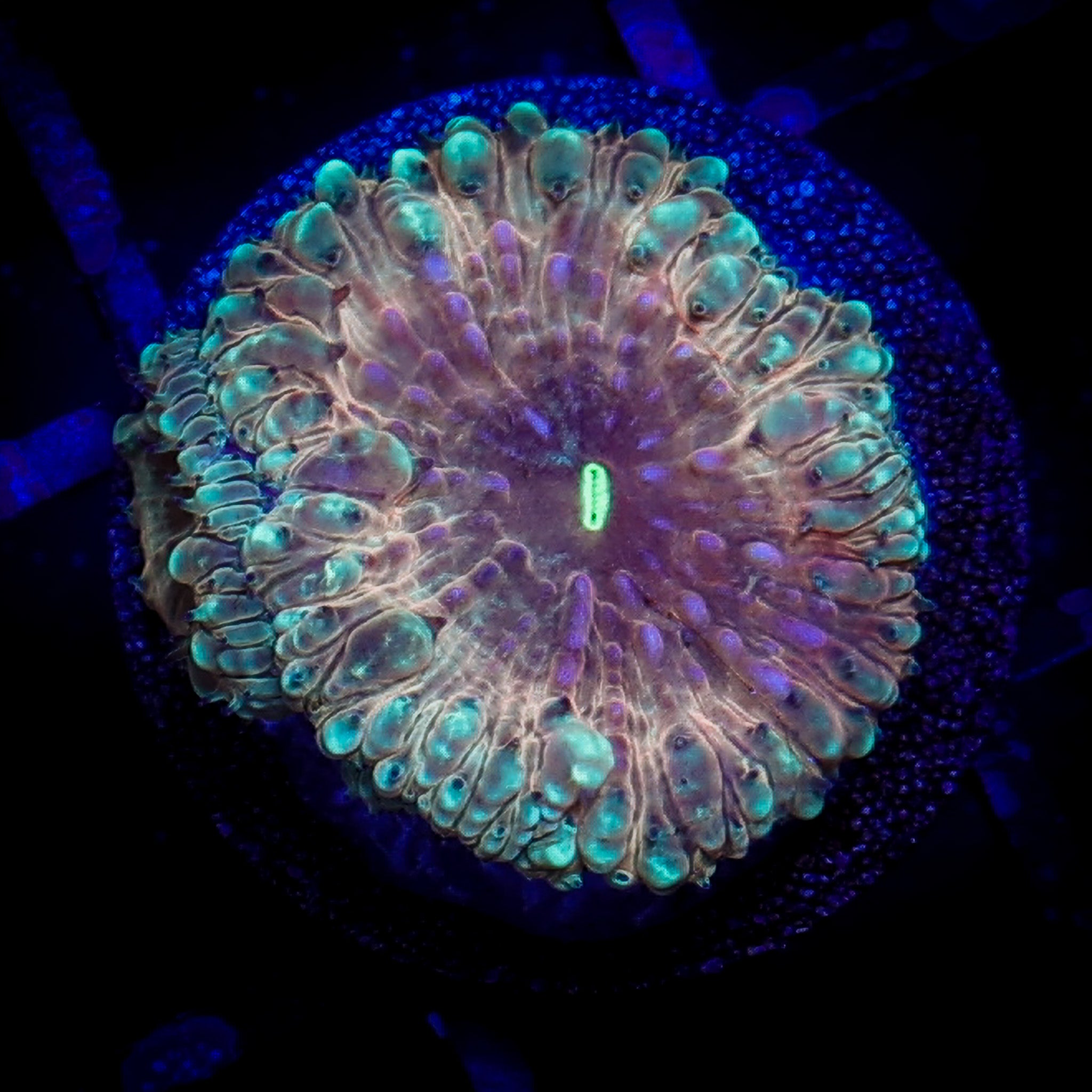 CROWN JEWEL BLASTOMUSSA