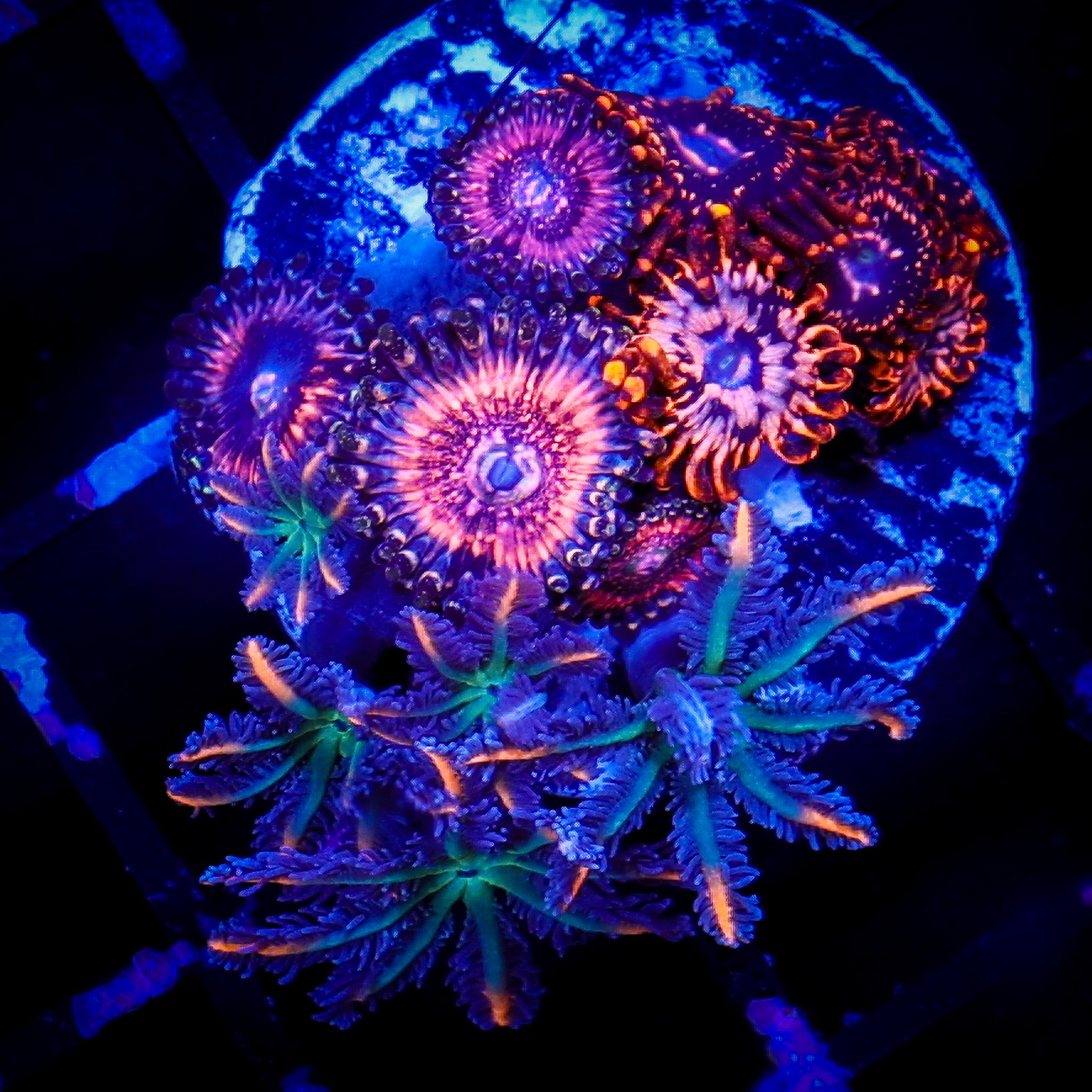 FIREWORKS CLOVE POLYP/PLAYBOY/UTTER CHAOS ZOA COMBO