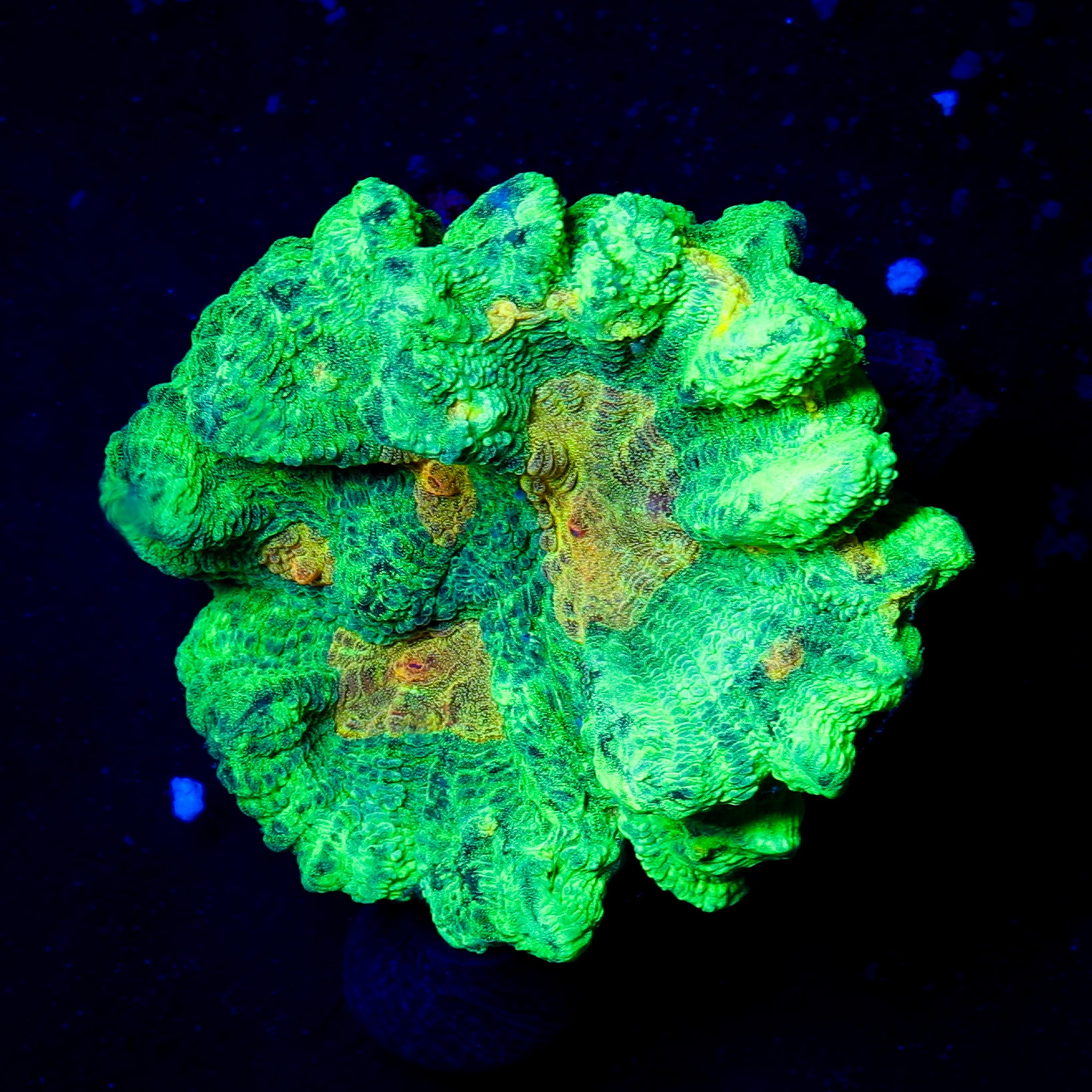 SPACE INVADER PECTINA