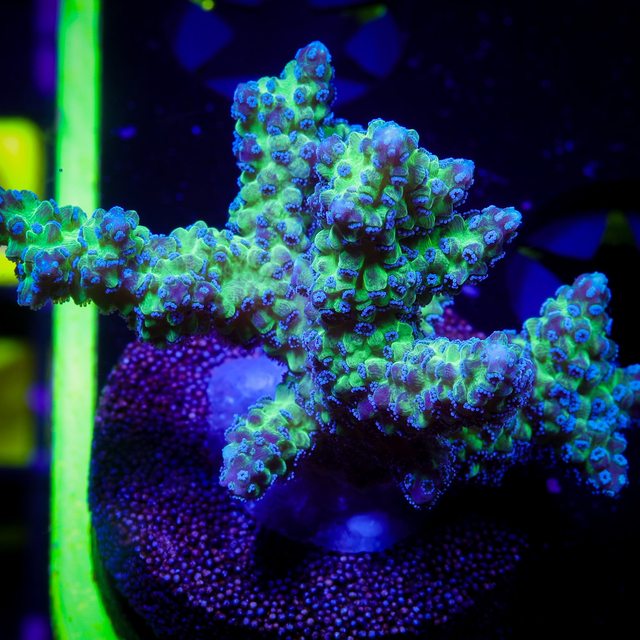 RARE TRG MASTER CHIEF SERIATOPORA