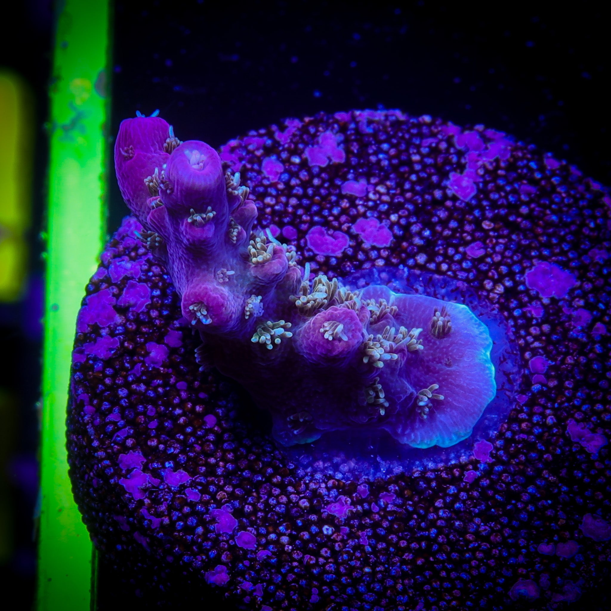 PINKY THE BEAR ACROPORA