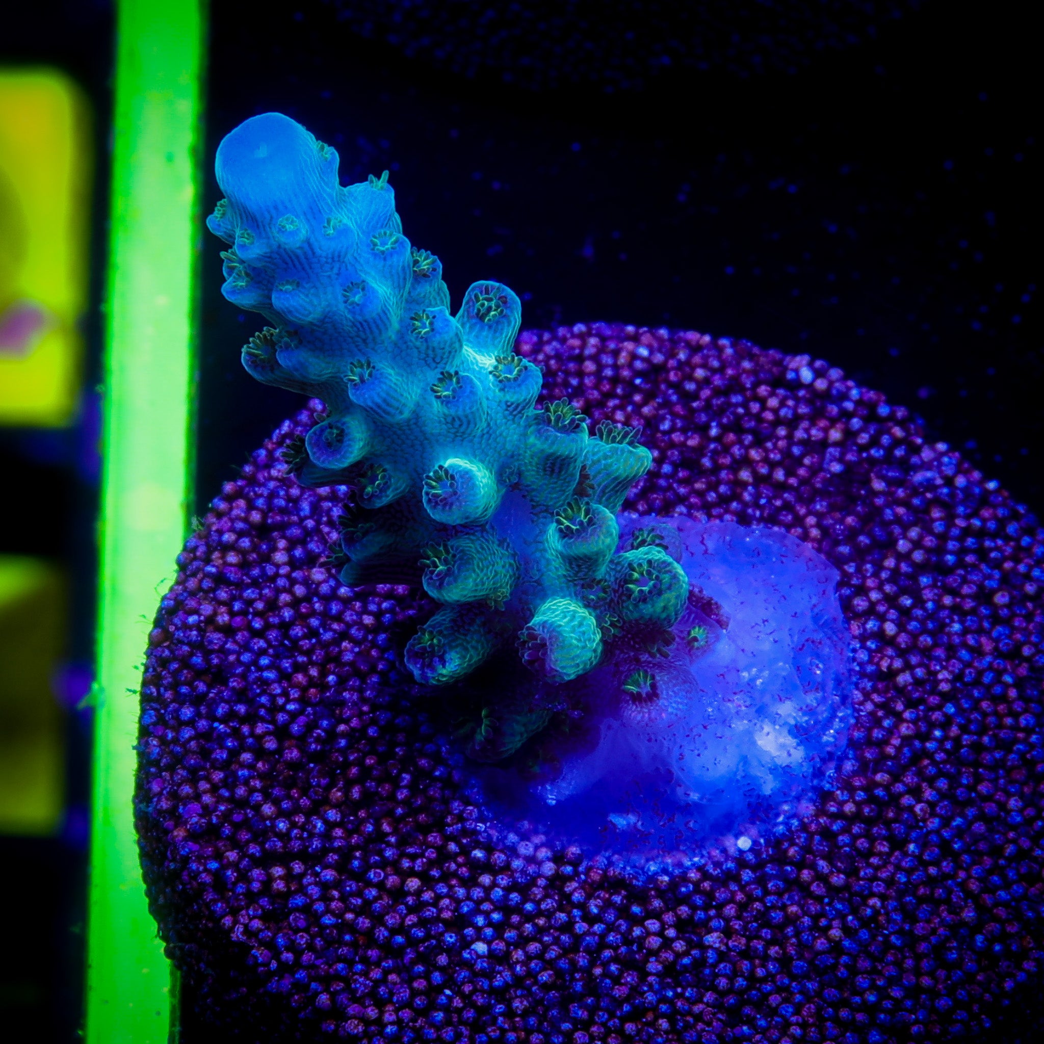 ORA PEARLBERRY ACROPORA