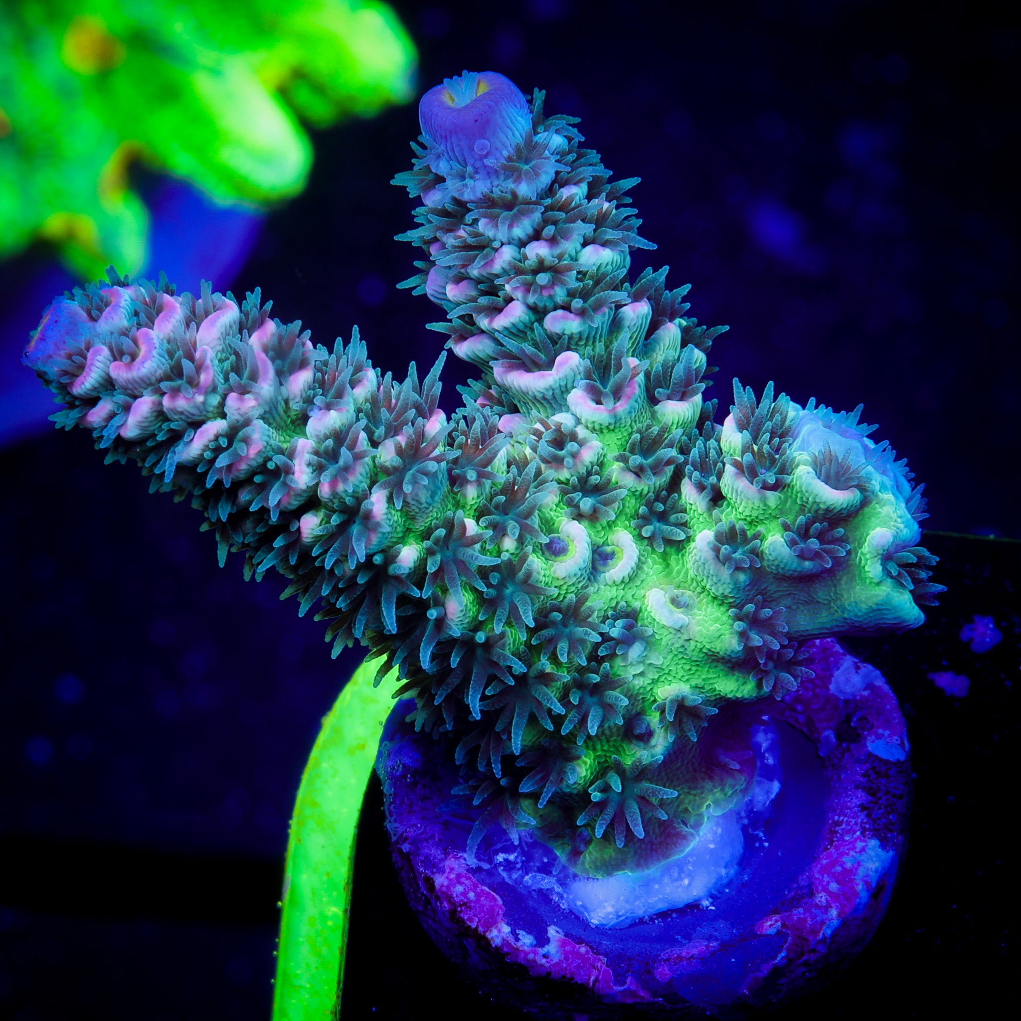 RAINBOW MELTDOWN ACROPORA
