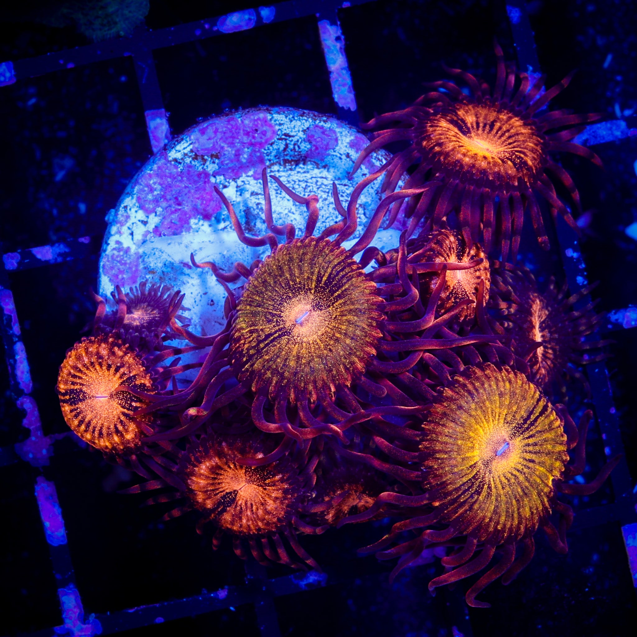 TRG RAINBOW PANDORA ZOA