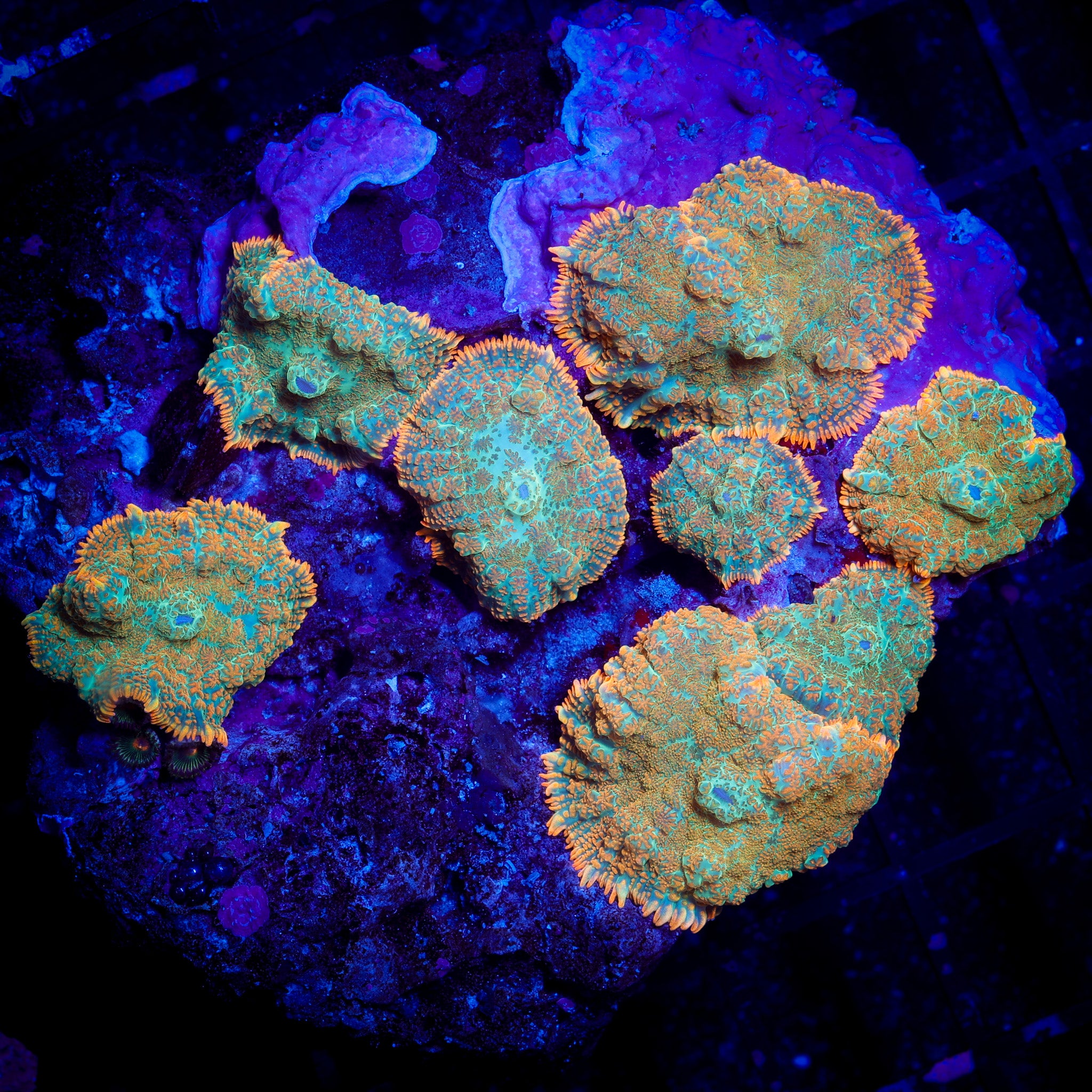 FOREST FIRE RHODACTIS MUSHROOM COLONY