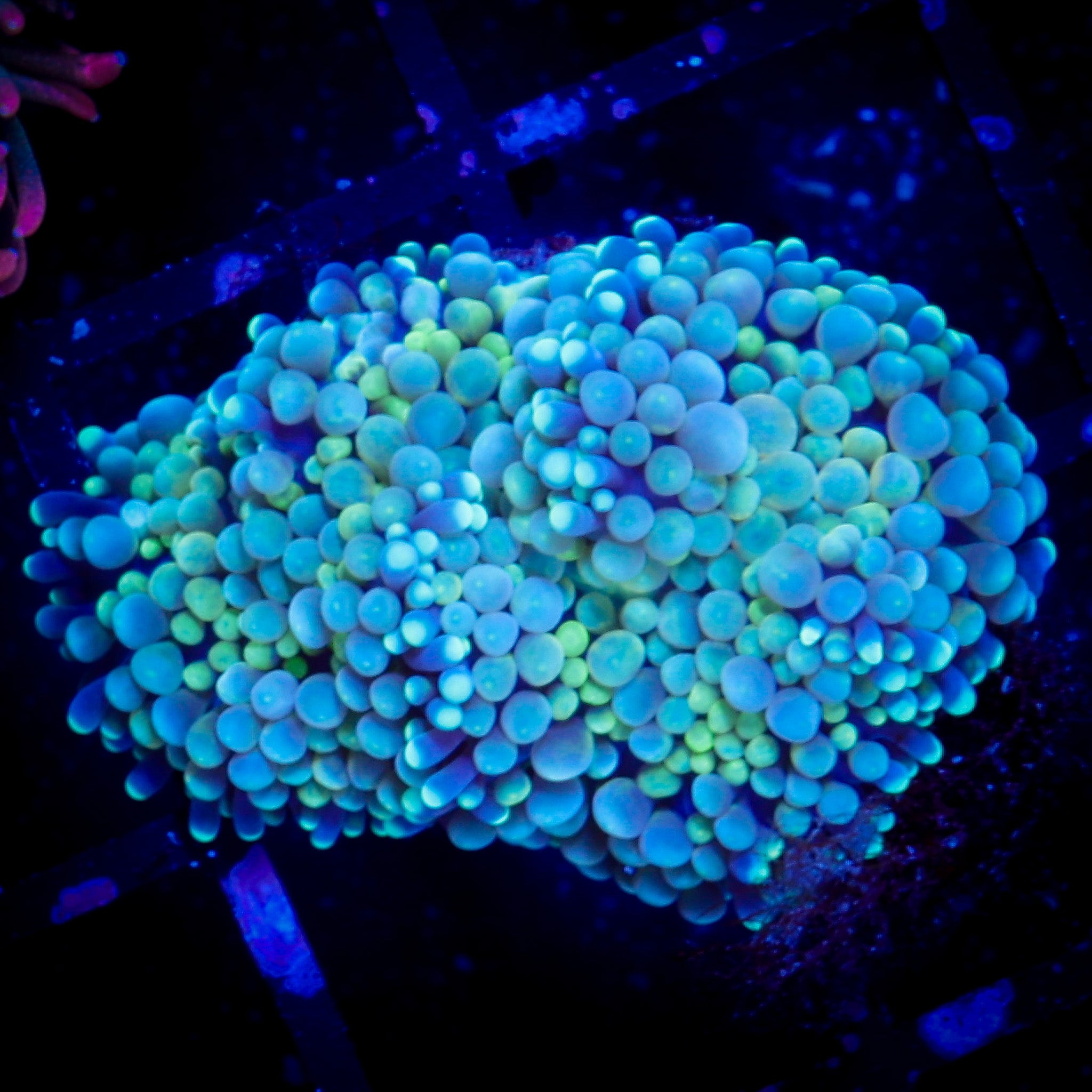 MULTICOLOR ULTRA FLORIDA RICORDEA