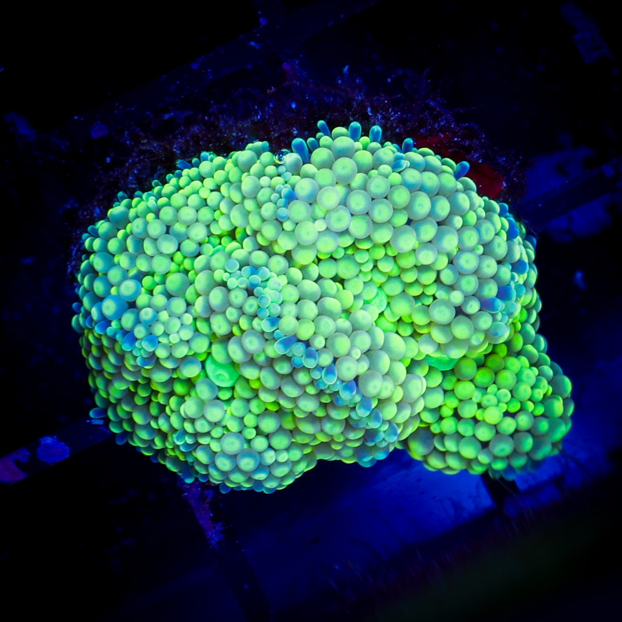 SOUR APPLE FLORIDA RICORDEA