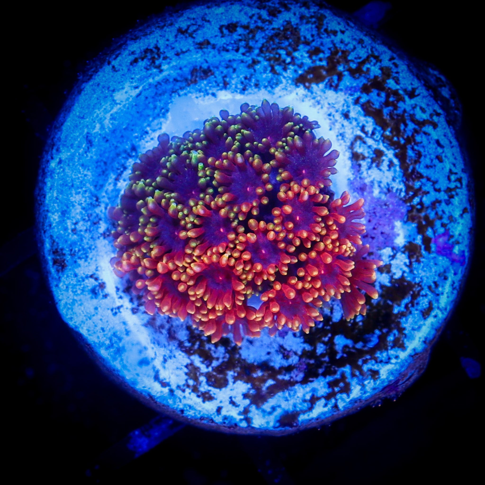 ABE'S RAINBOW BERNARDPORA