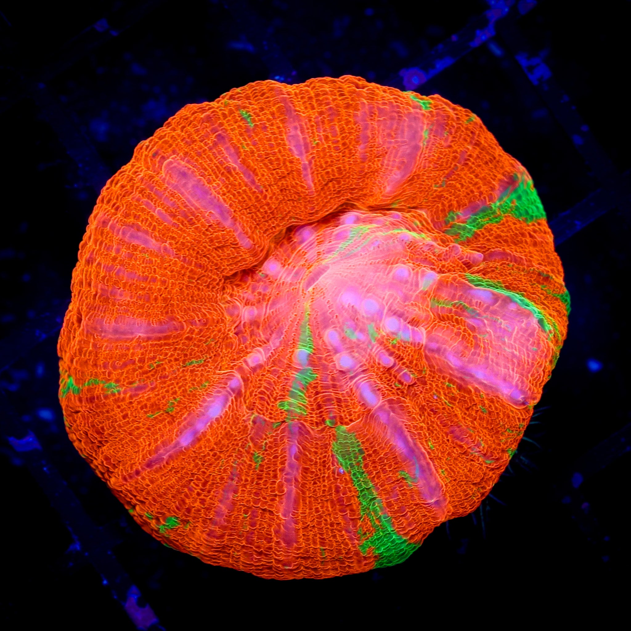 REVERSE BLEEDING APPLE SCOLY