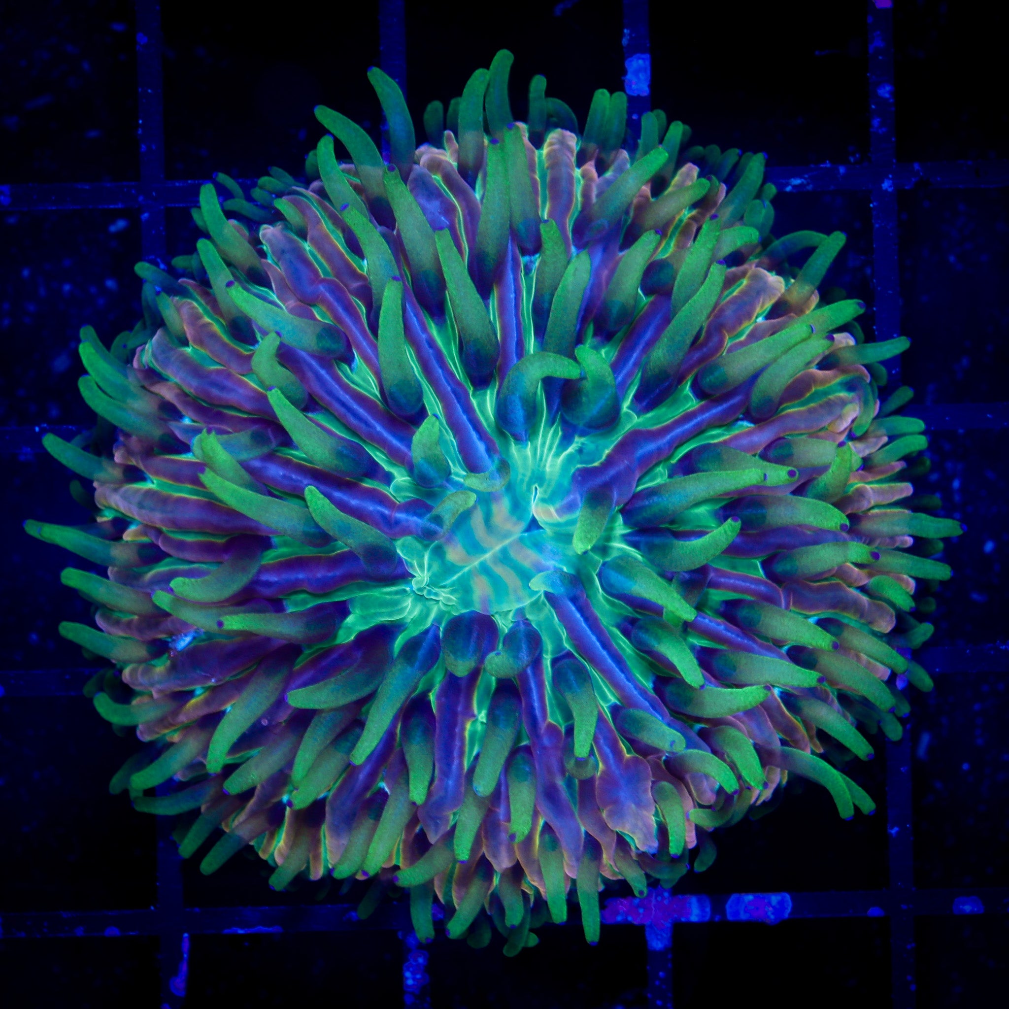 RARE INSANITY FUNGIA