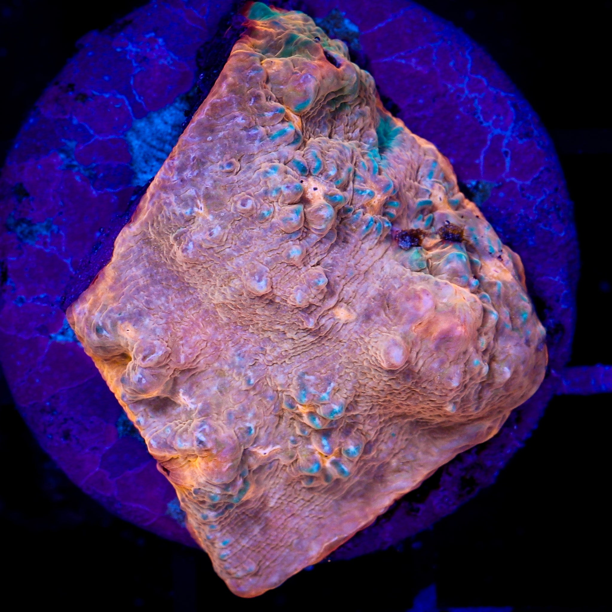 GOLDEN CROWN CHALICE