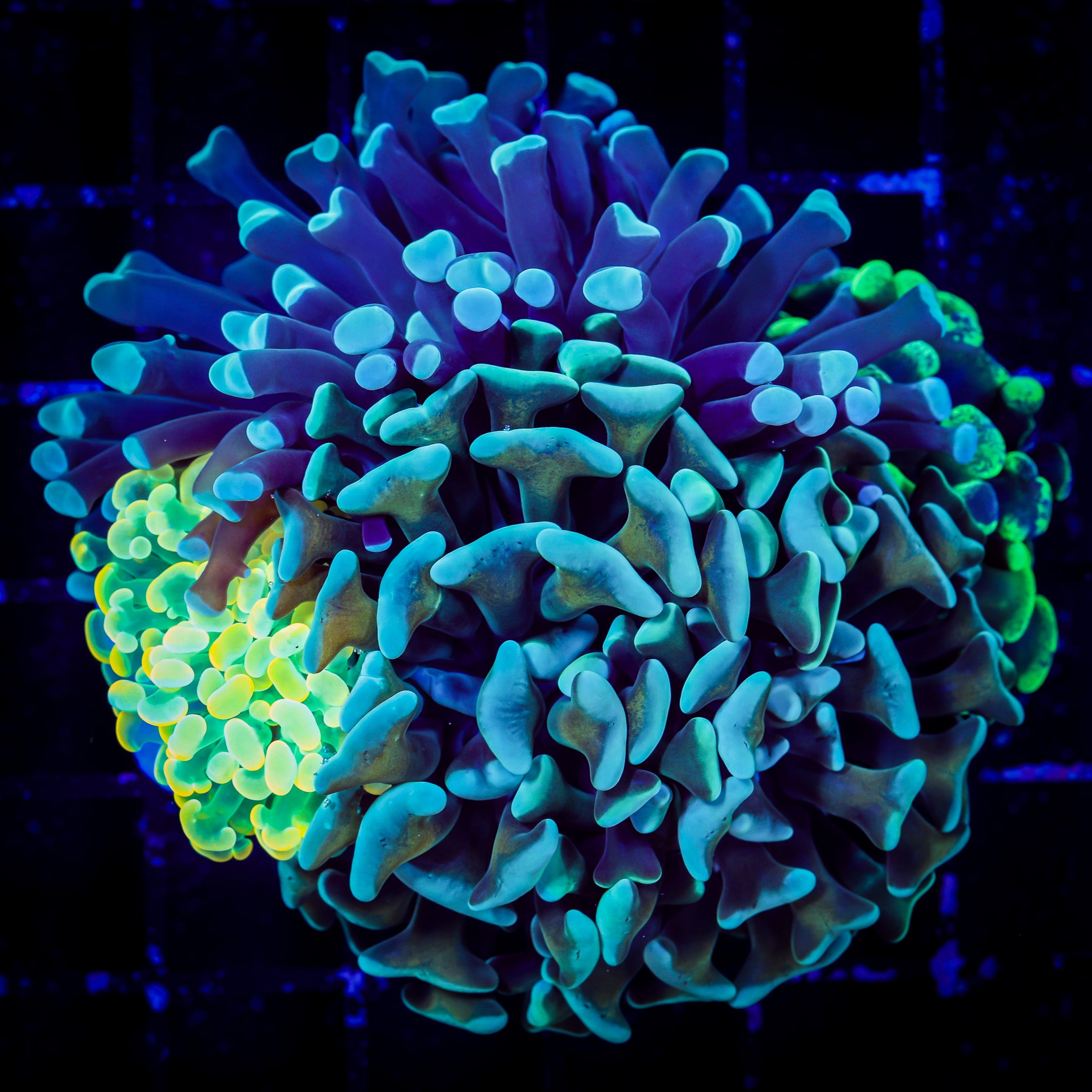 BRANCHING HAMMER GARDEN