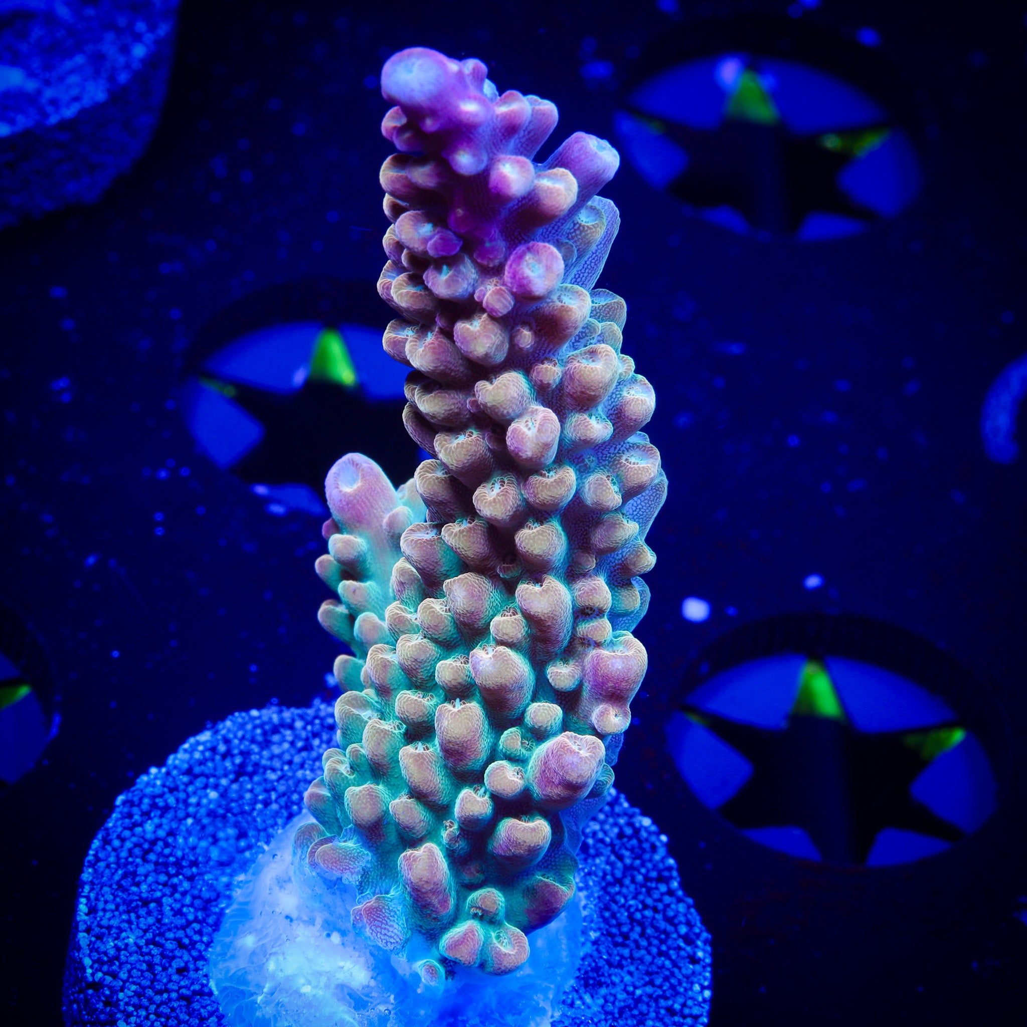 TASTE THE RAINBOW ACROPORA
