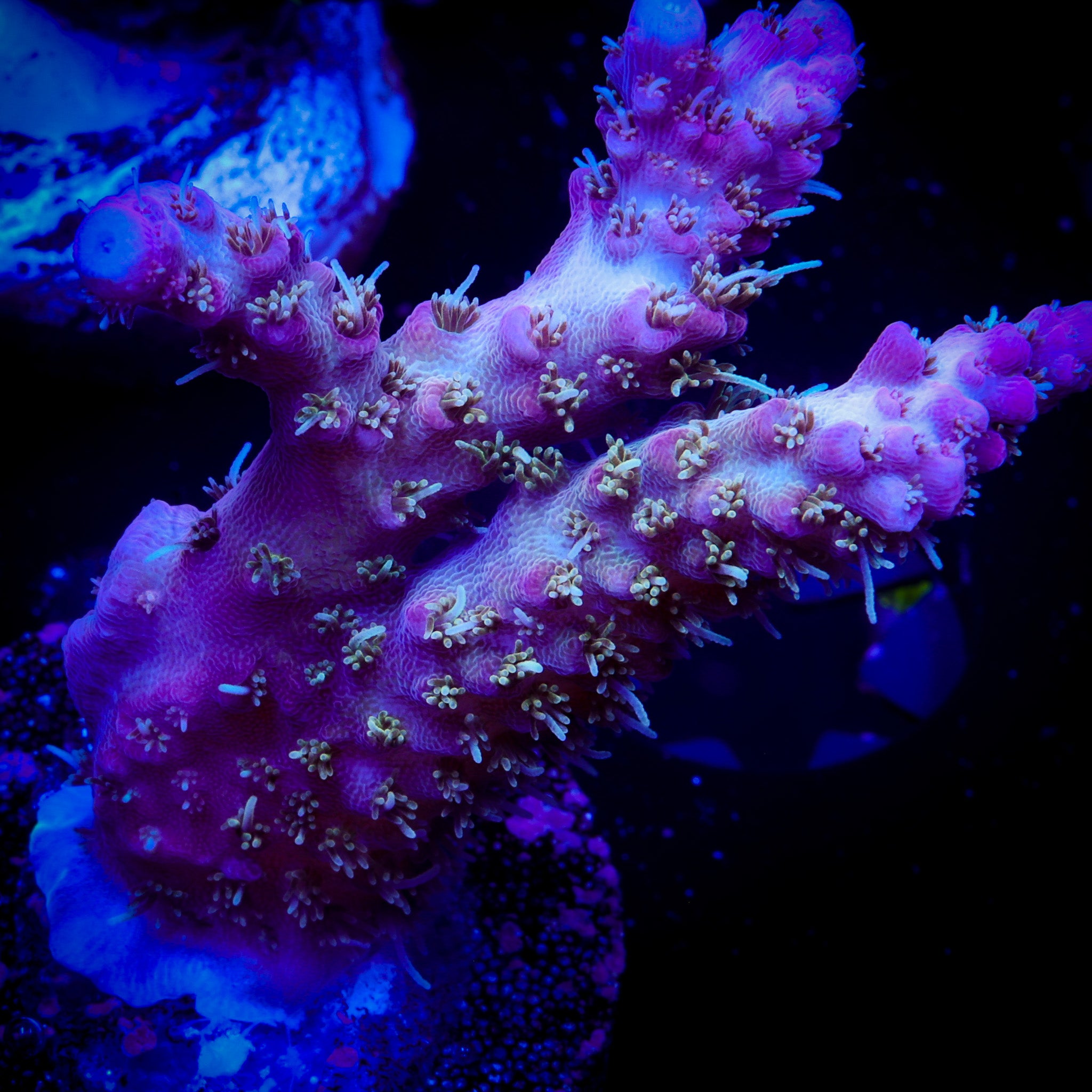 PINKY THE BEAR ACROPORA