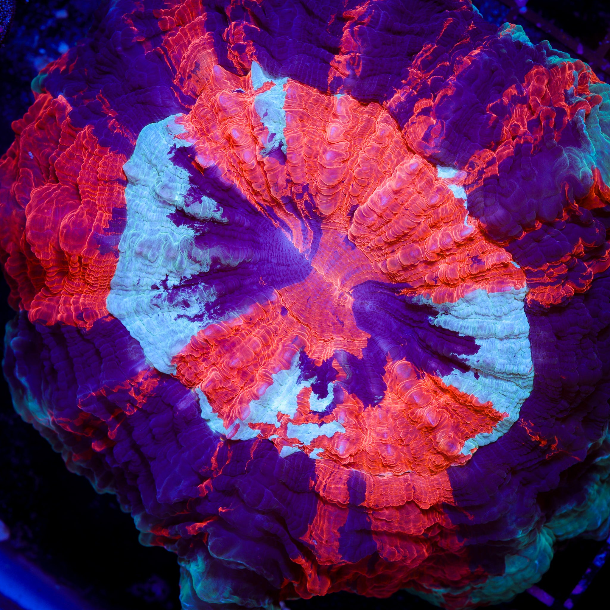 FIRE AND ICE ACANTHO