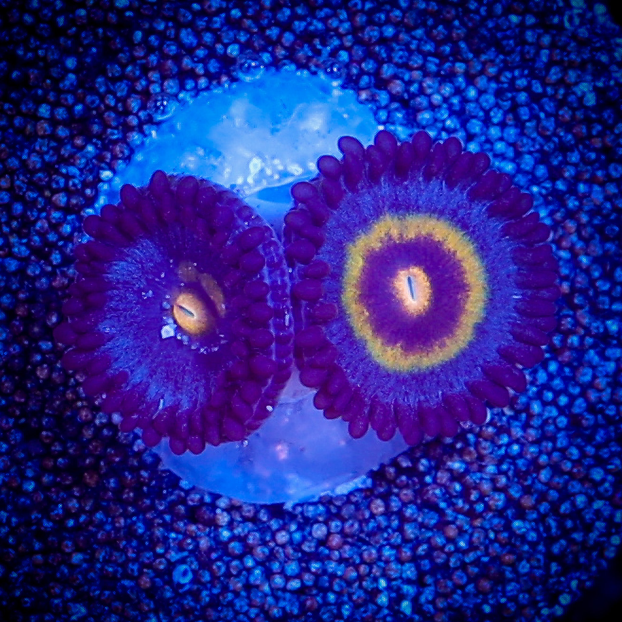 WOLVERINE ZOA