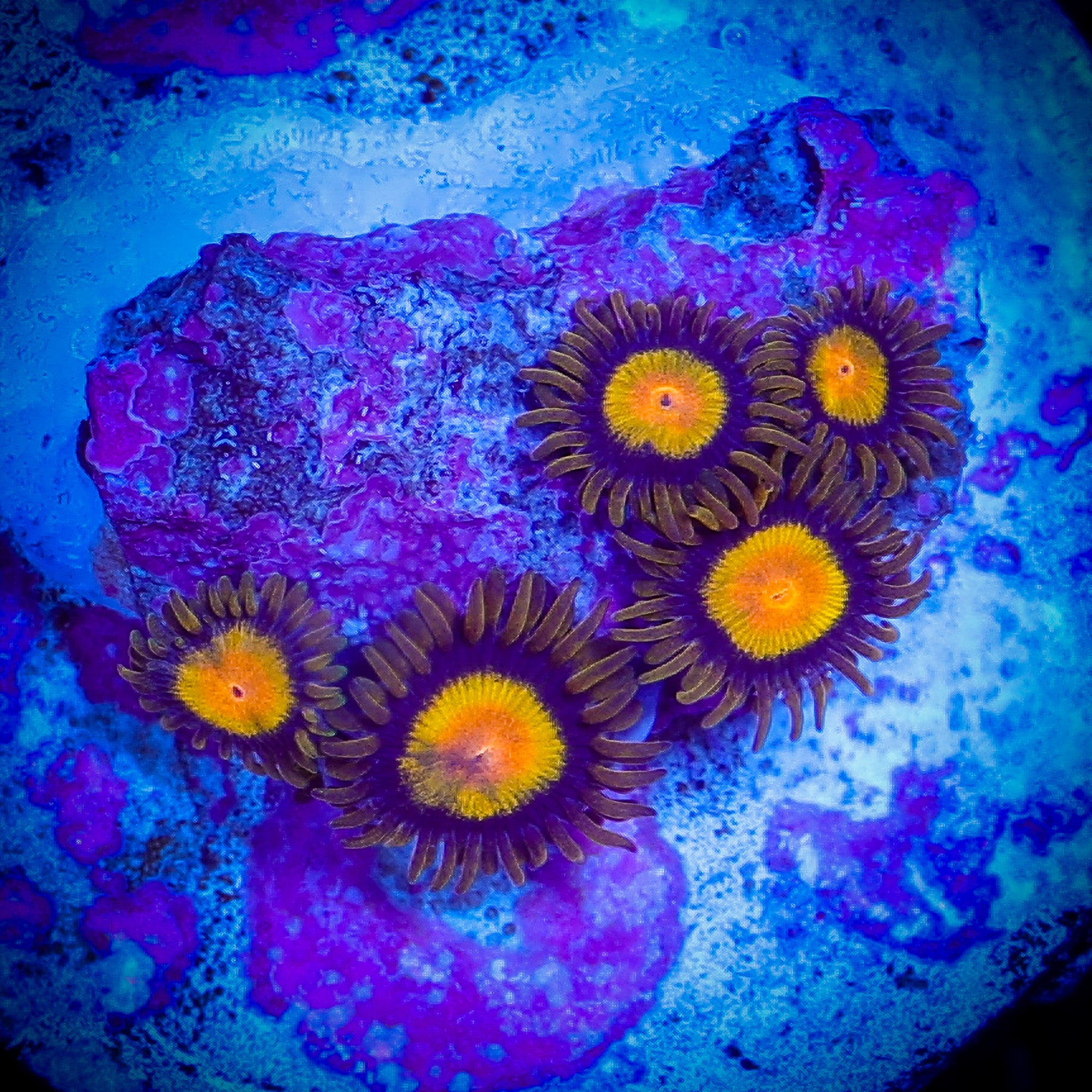 MIDAS ZOA