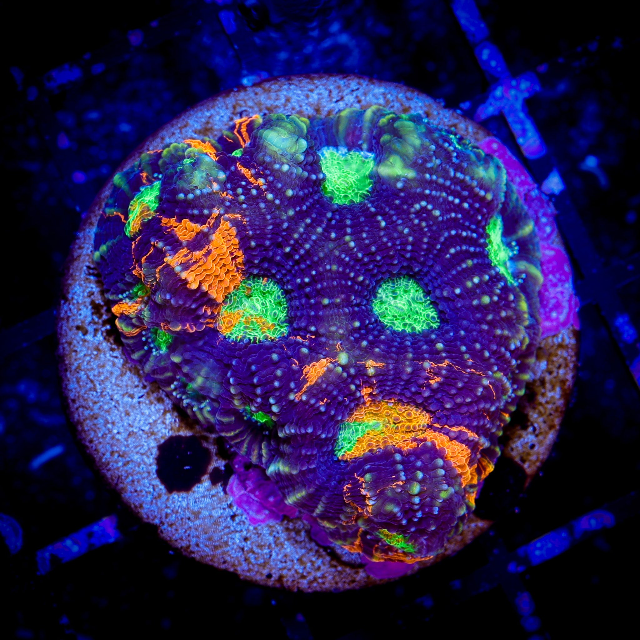 NEON TIGER ACAN ECHINATA
