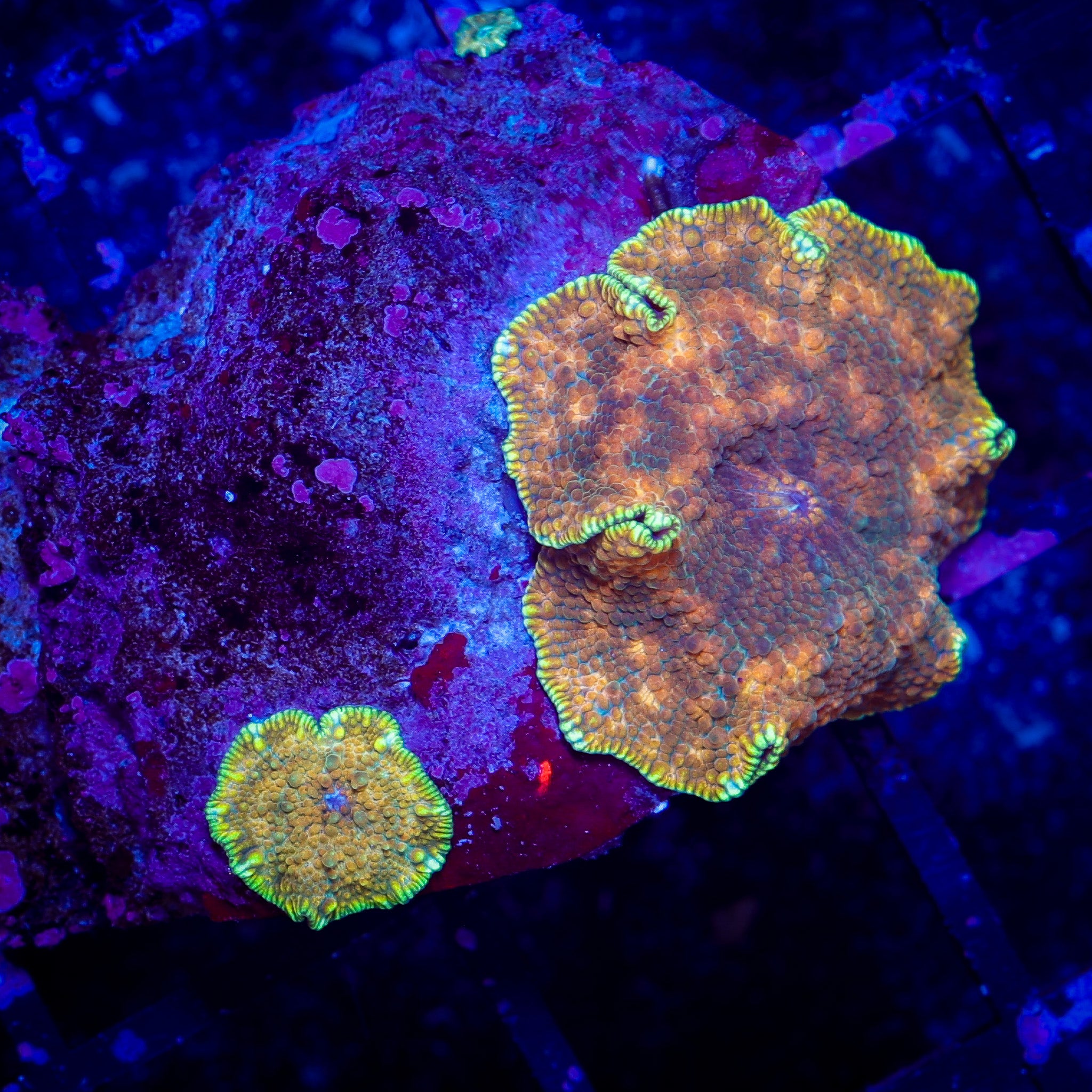 RADIOACTIVE NEON RIM MUSHROOM