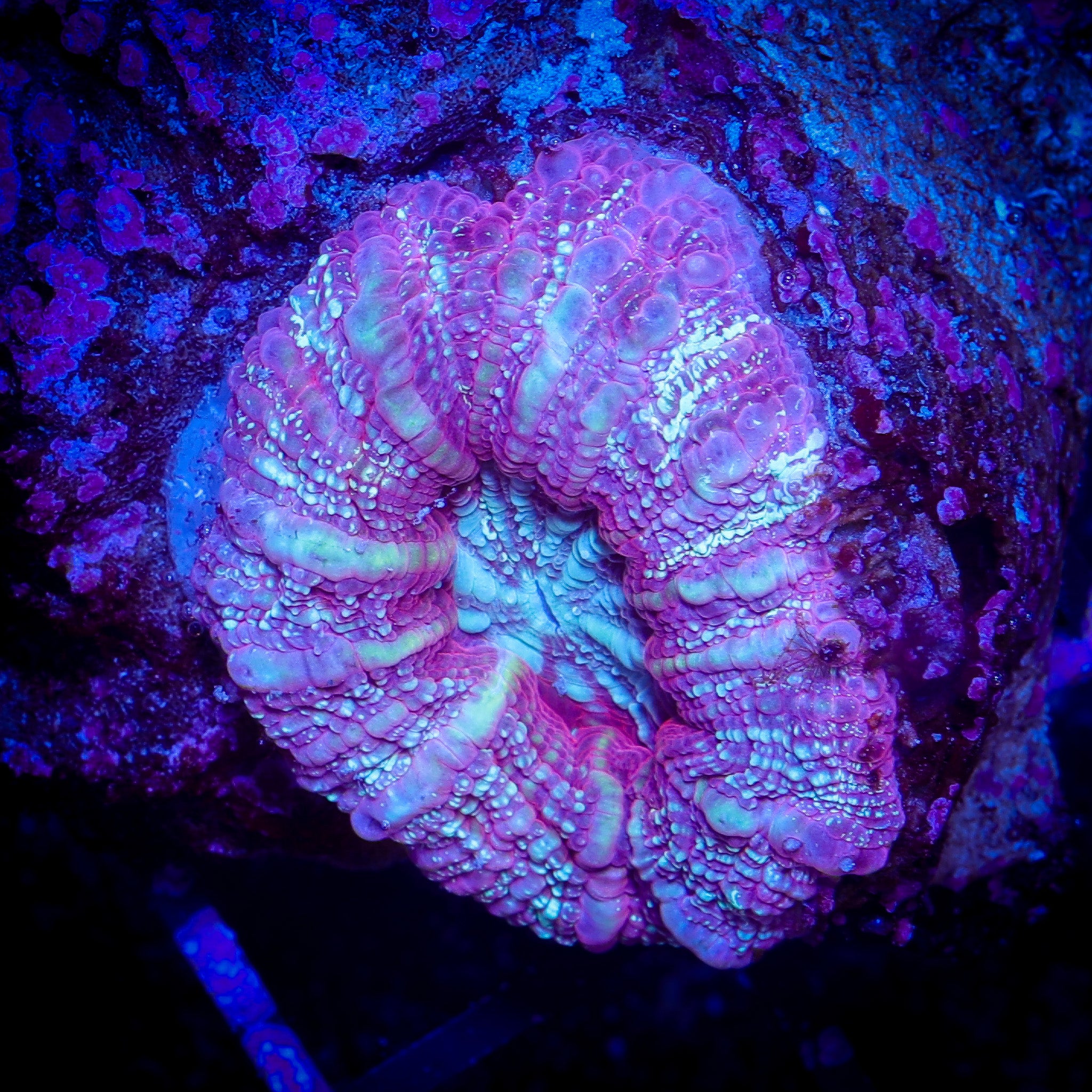LAVENDER ACAN MAXIMA