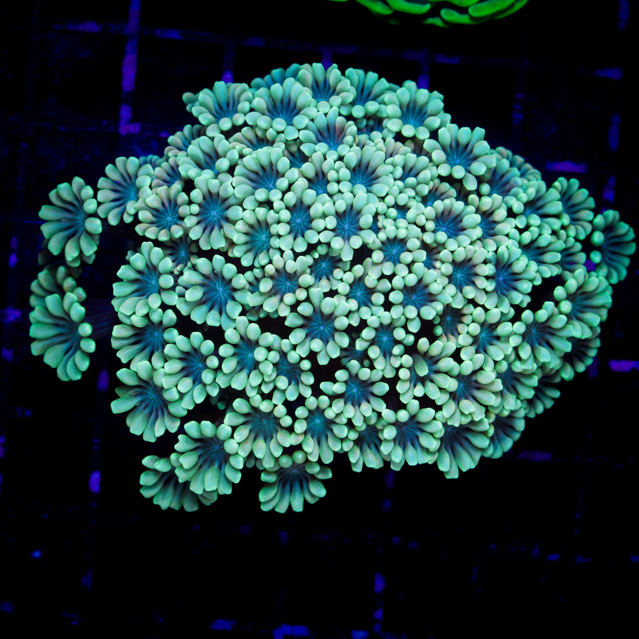 LEMON DROP ALVEOPORA