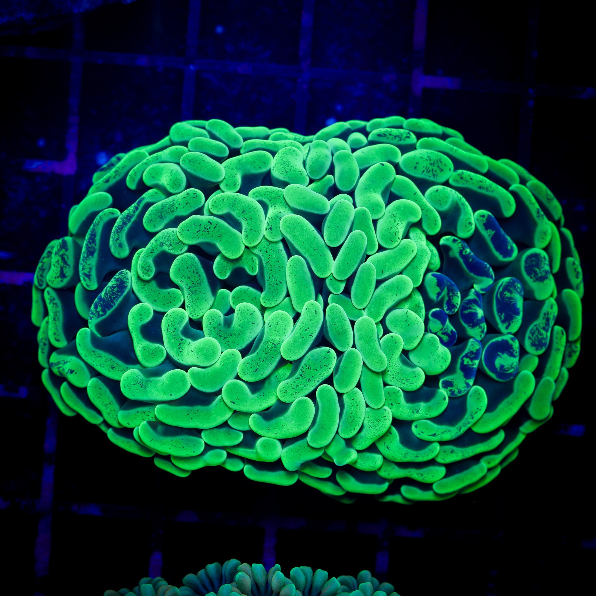 RADIOACTIVE SPLATTER BRANCHING HAMMER