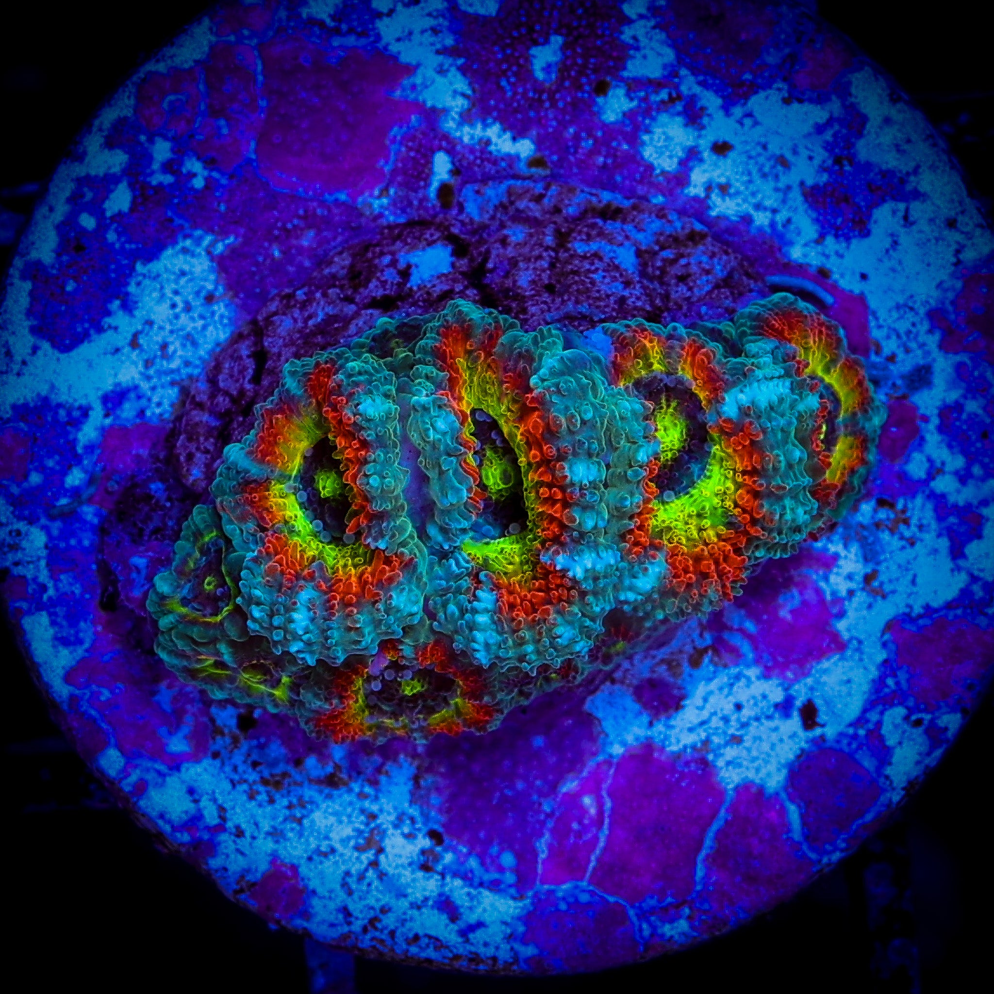 HOLY GRAIL MICROMUSA