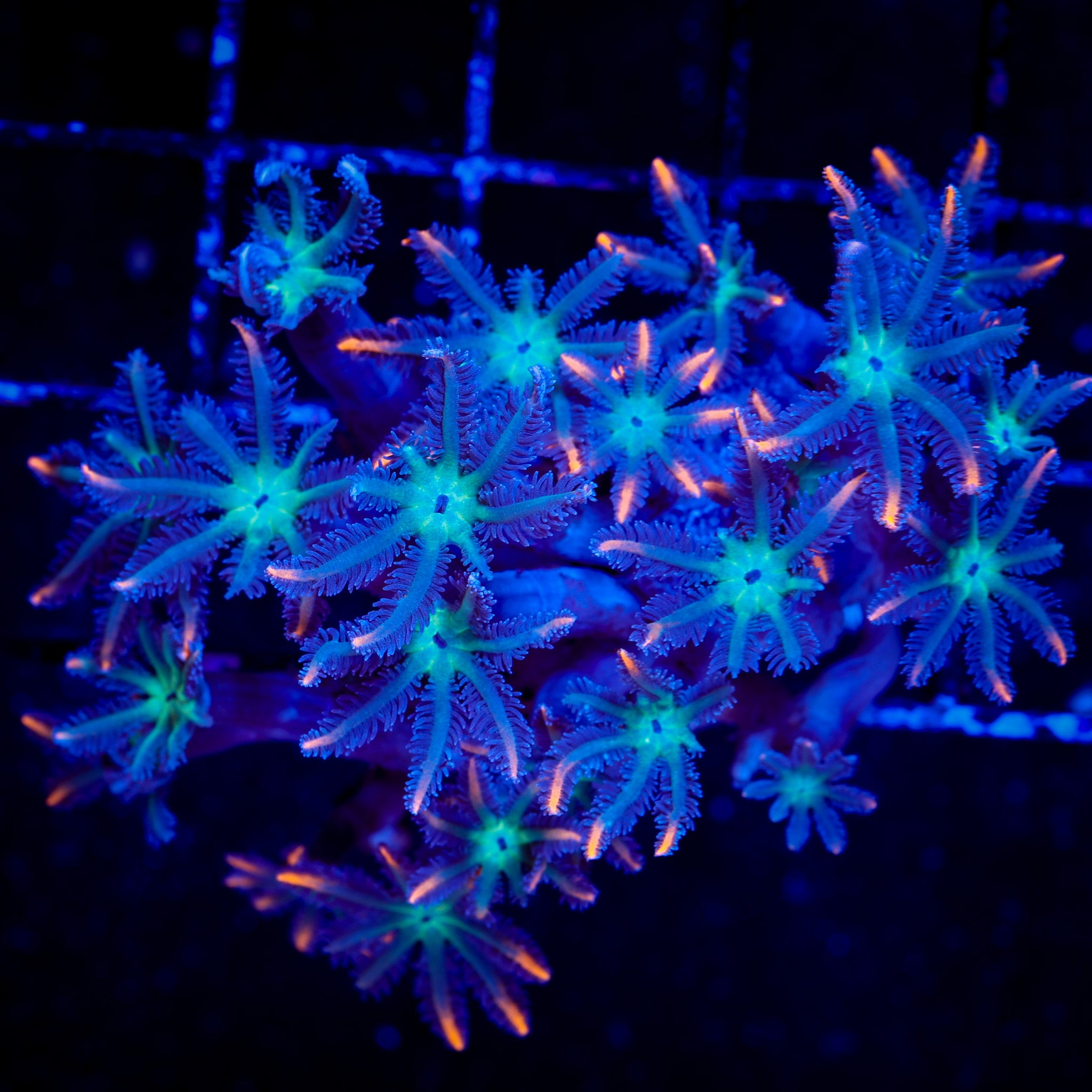 FIREWORKS CLOVE POLYPS MINI COLONY